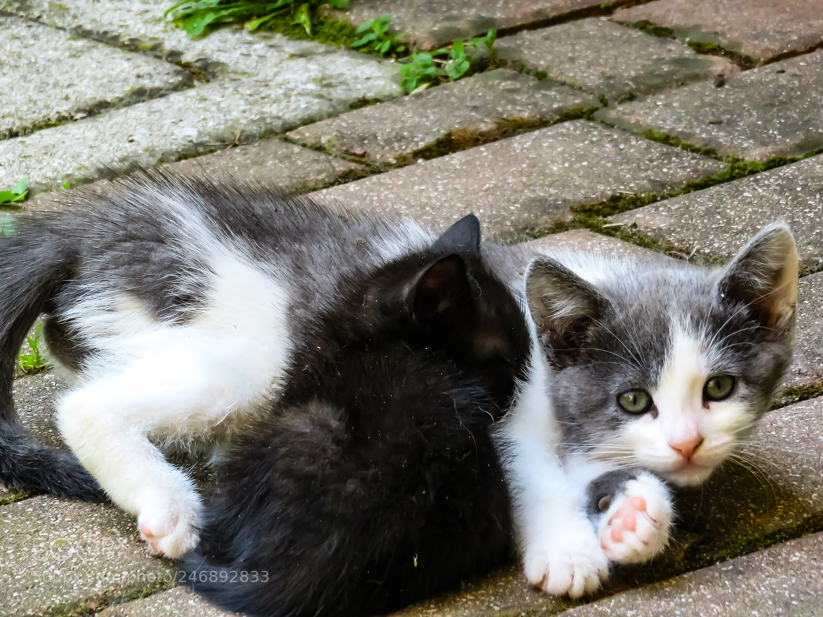 Canon PowerShot SX710 HS sample photo. Cute cats photography
