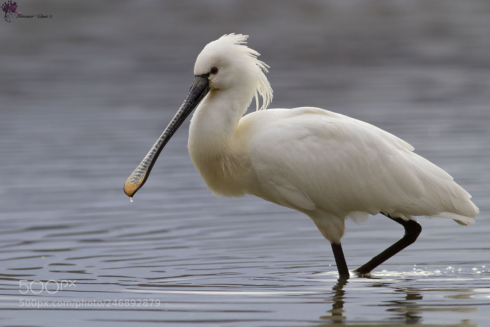 Canon EOS 7D sample photo. Eurasian spoonbill, spatola photography