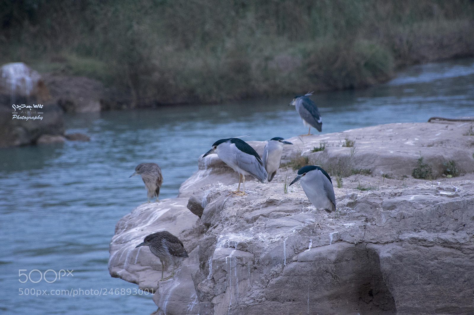 Nikon D7200 sample photo. Fish-eating chicken photography
