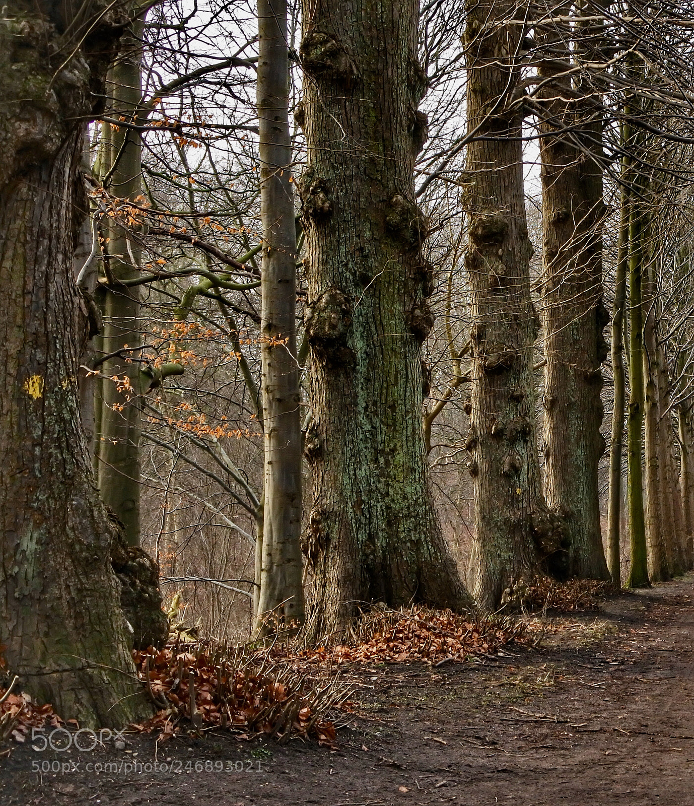 Nikon 1 J5 sample photo. Just trees photography