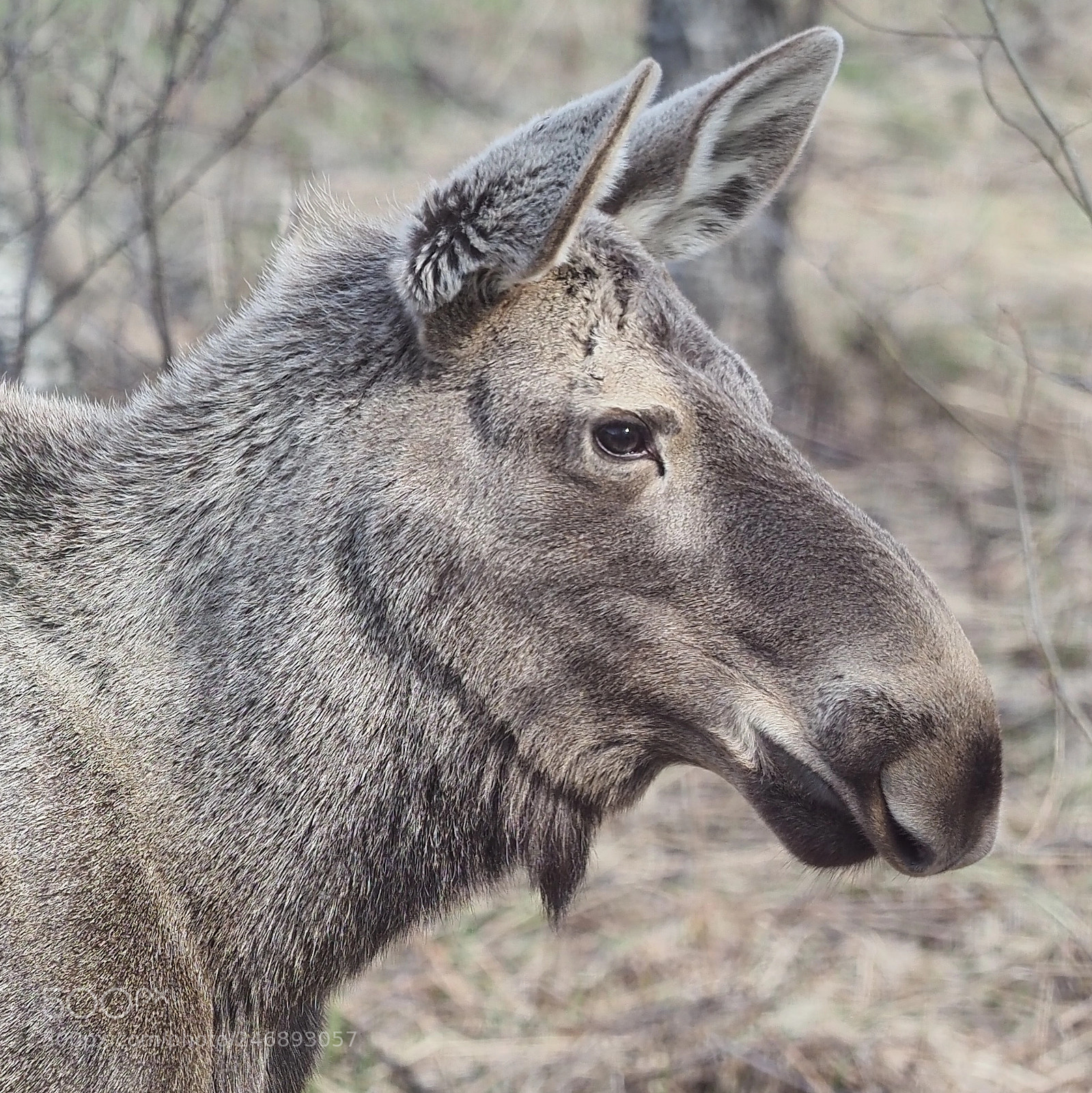 Olympus OM-D E-M1 Mark II sample photo. Moose calve head portrait photography