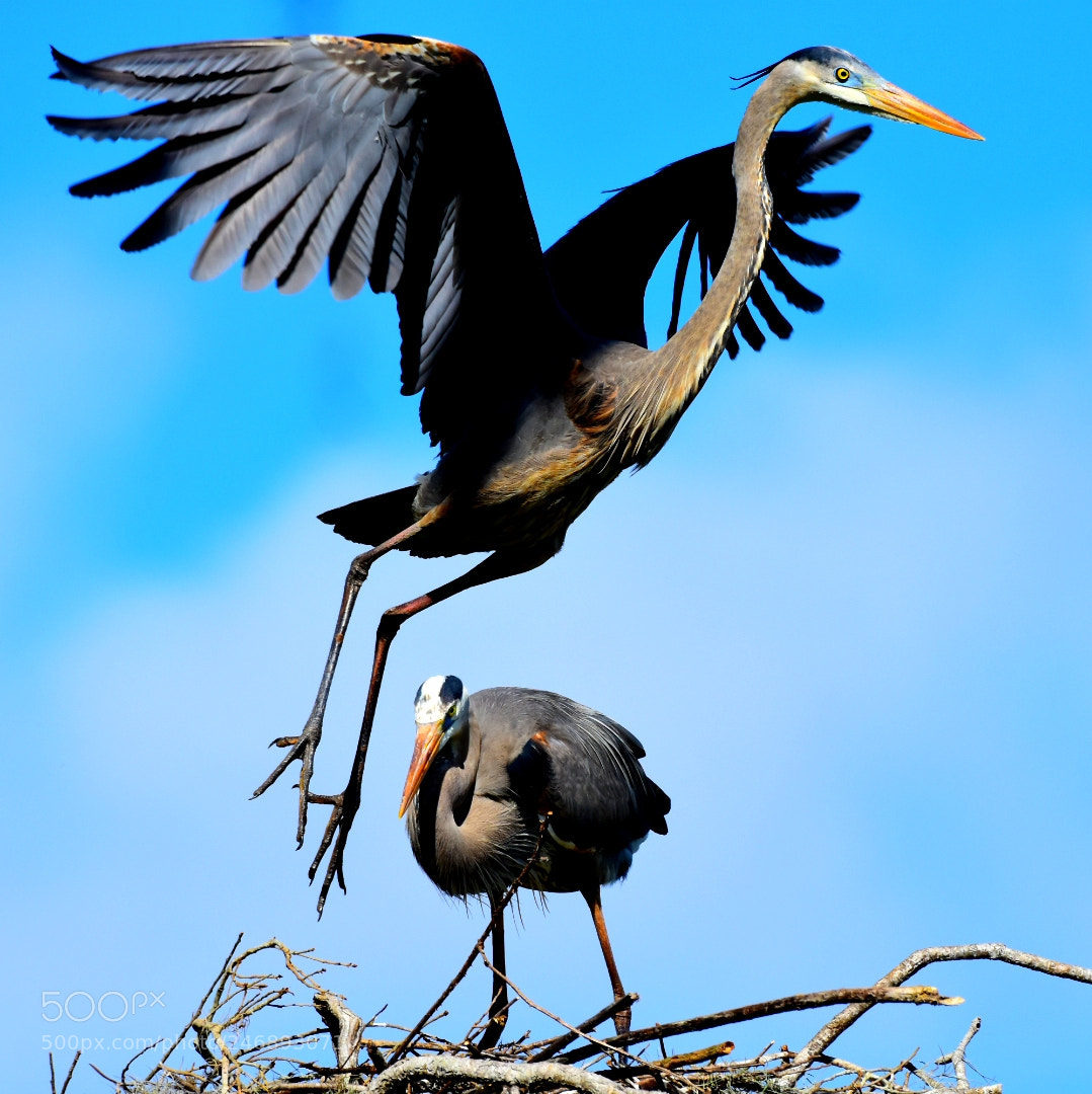 Nikon D7200 sample photo. Heron 25 - leaving photography