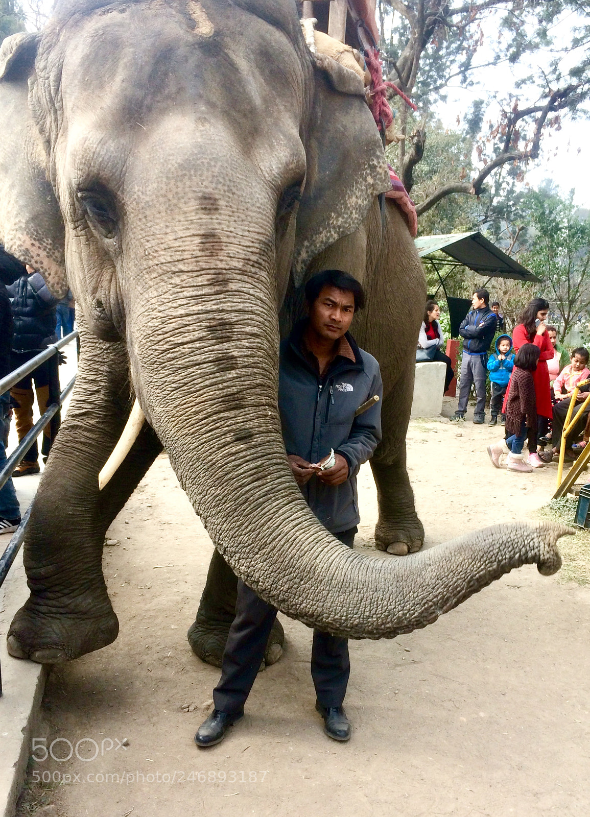 Apple iPhone 5s sample photo. Elephant safari at the photography
