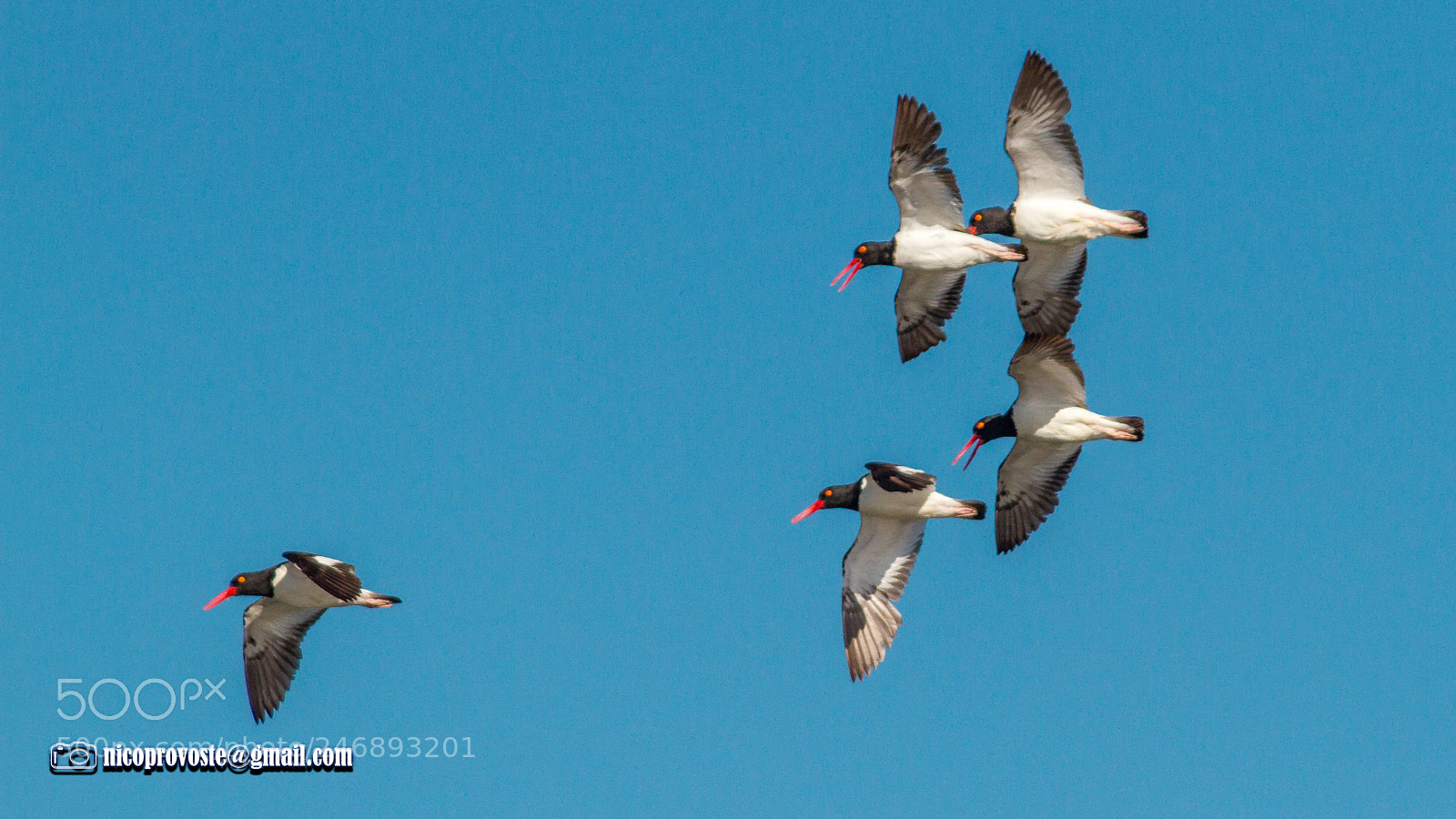 Canon EOS 7D sample photo. Pilpilenes en vuelo photography