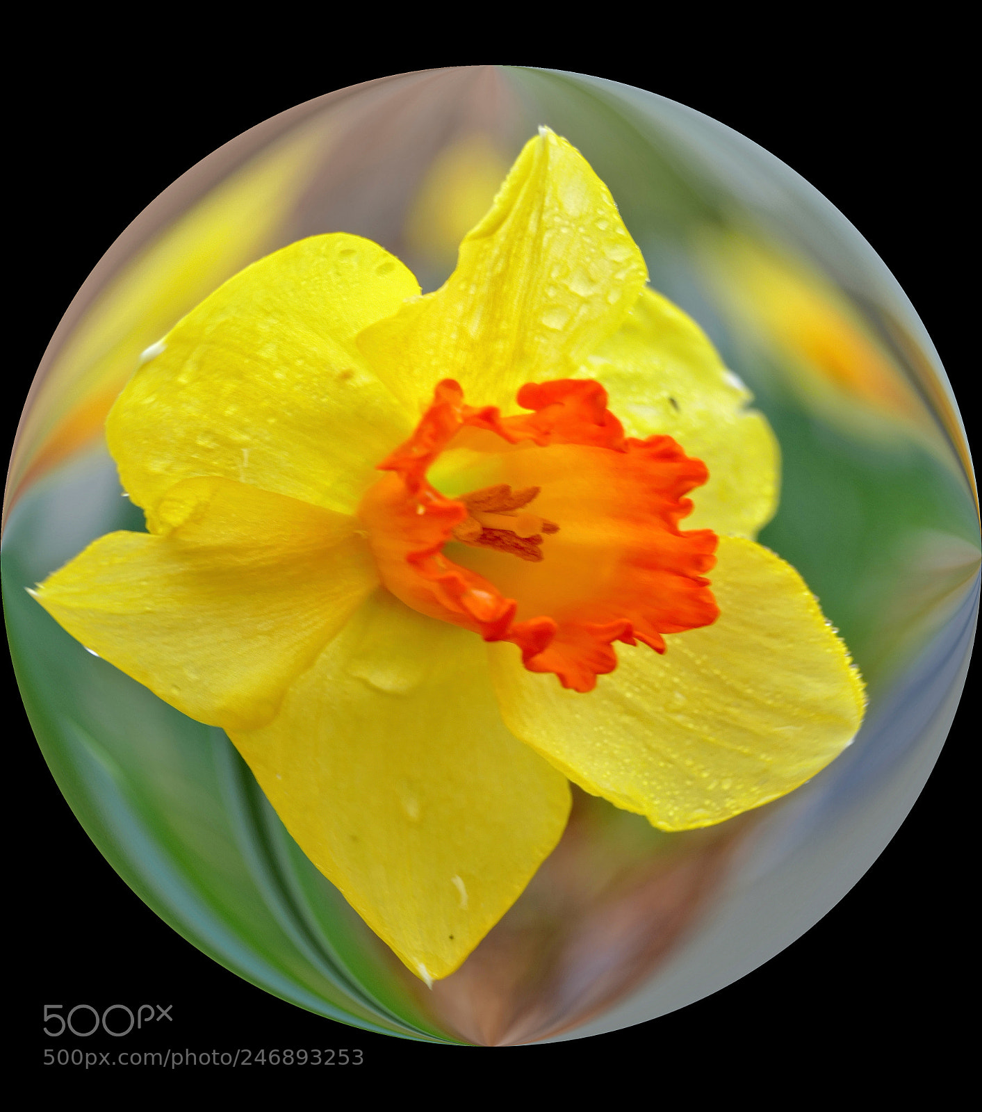 Panasonic Lumix DMC-FZ1000 sample photo. Spherical globe daffodils photography