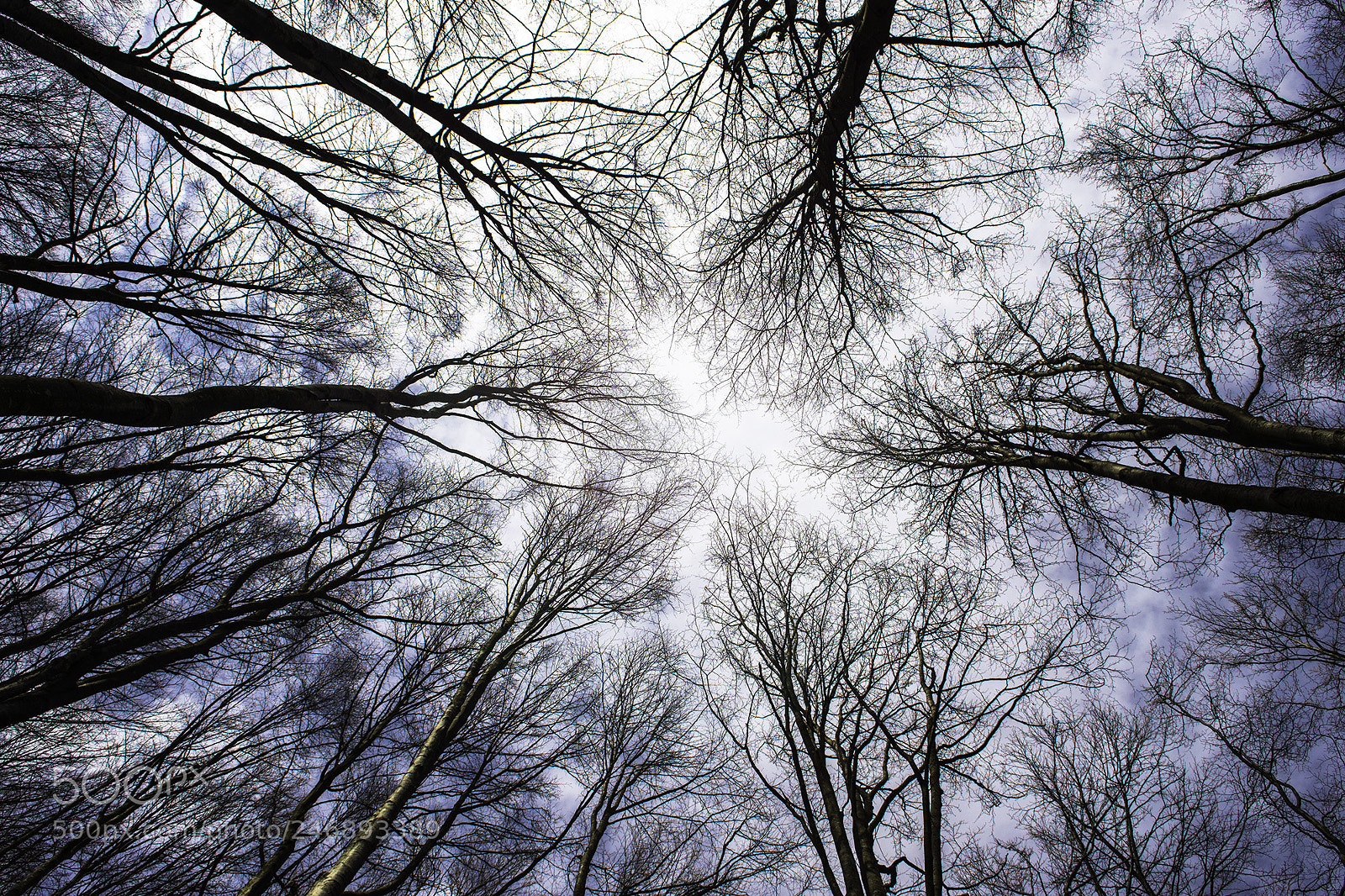Nikon D7200 sample photo. Thin tall giants kingdom 02 photography