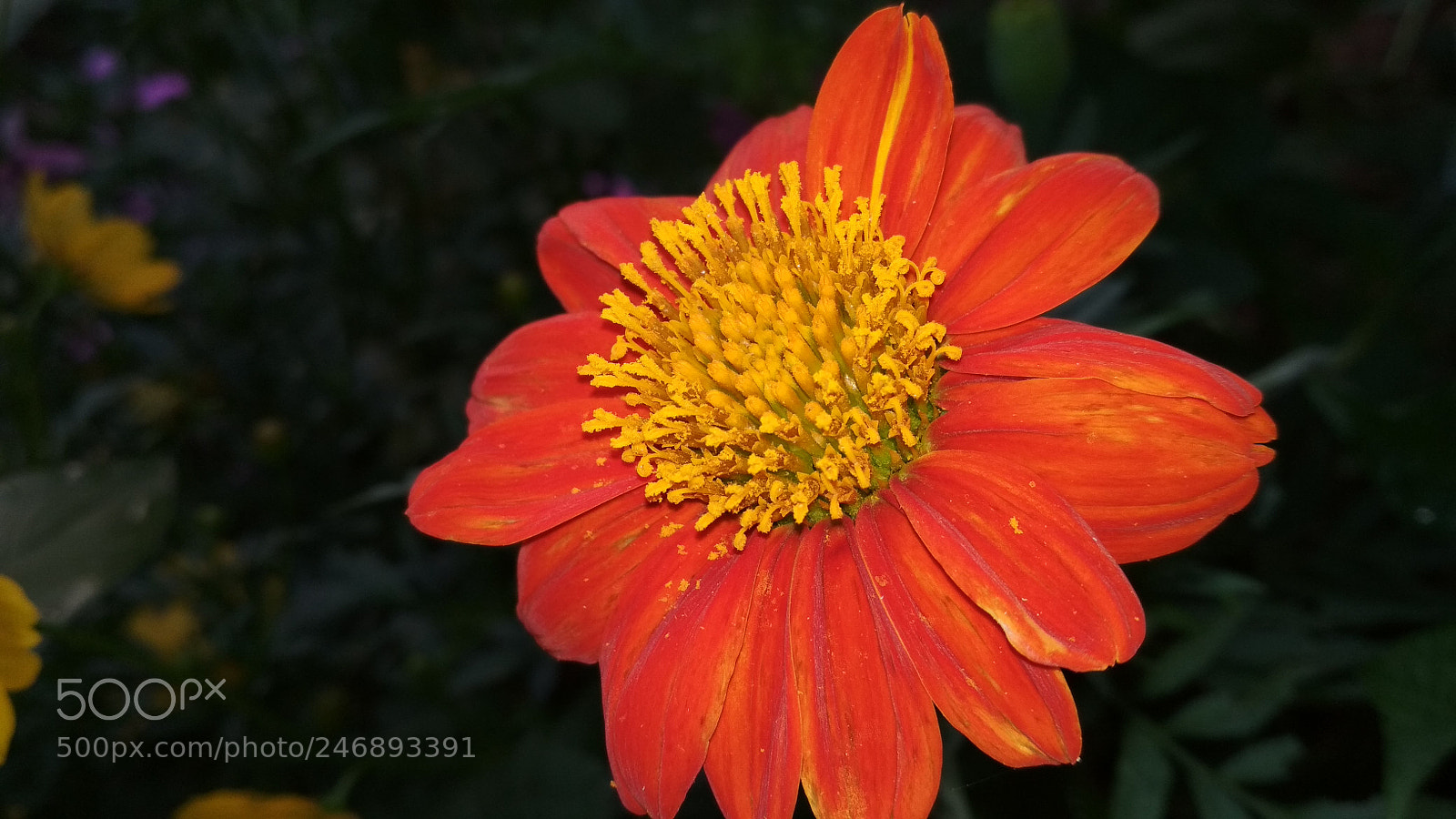 Xiaomi Redmi 4 Pro sample photo. First 500px pic! photography