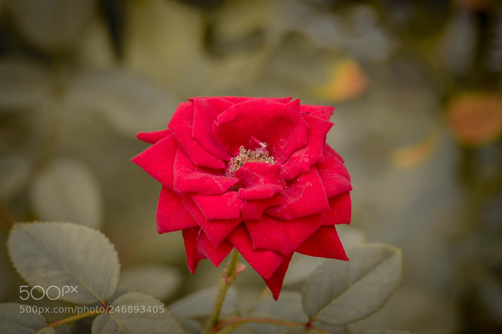 Nikon D5500 sample photo. Red rose photography