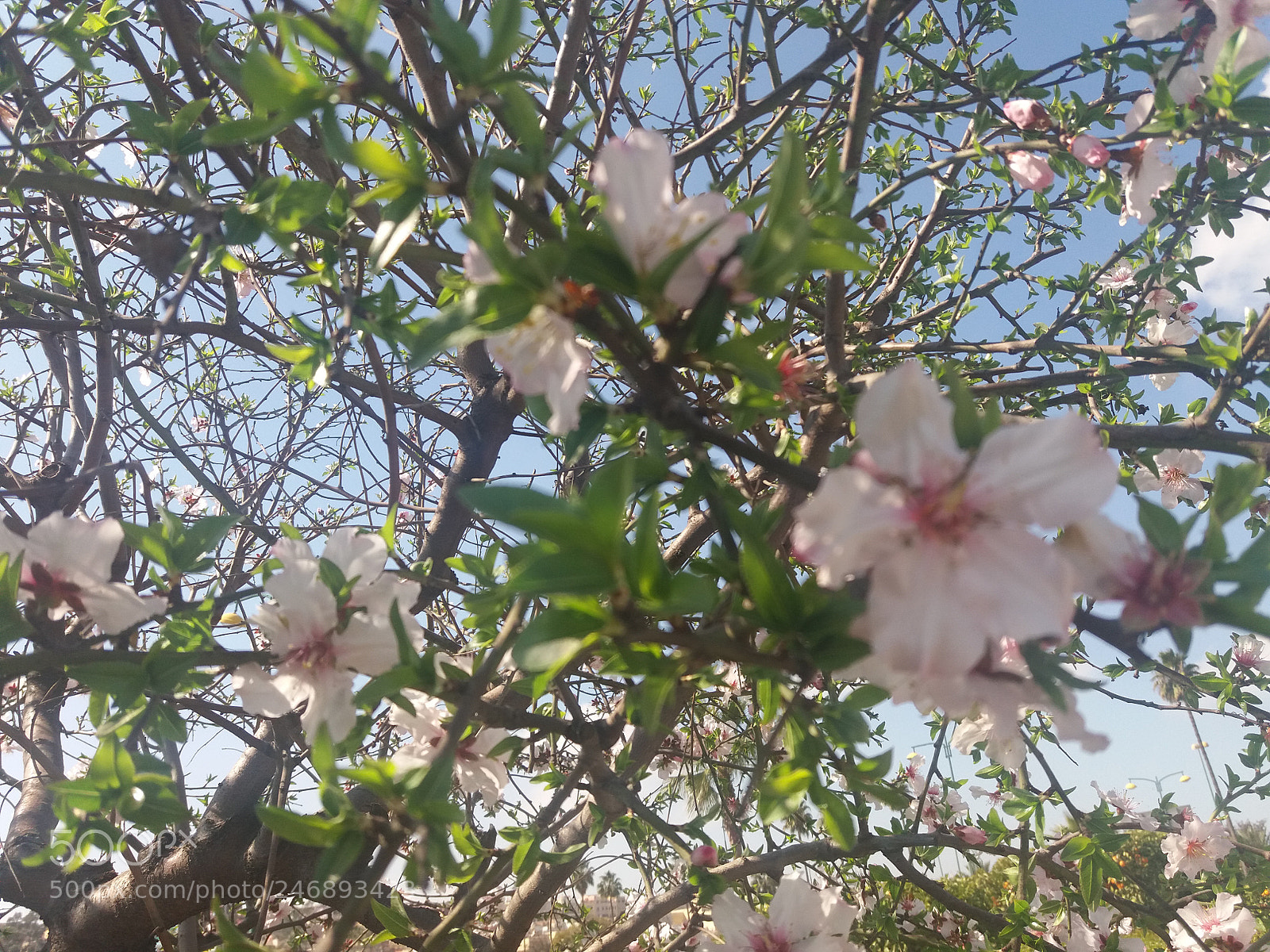 Samsung Galaxy J5(2016) sample photo. La floraison photography