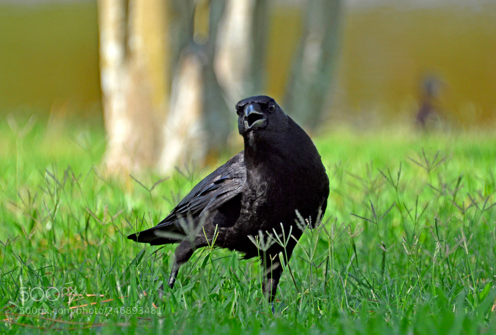 Nikon D3200 sample photo. A crow walking in photography