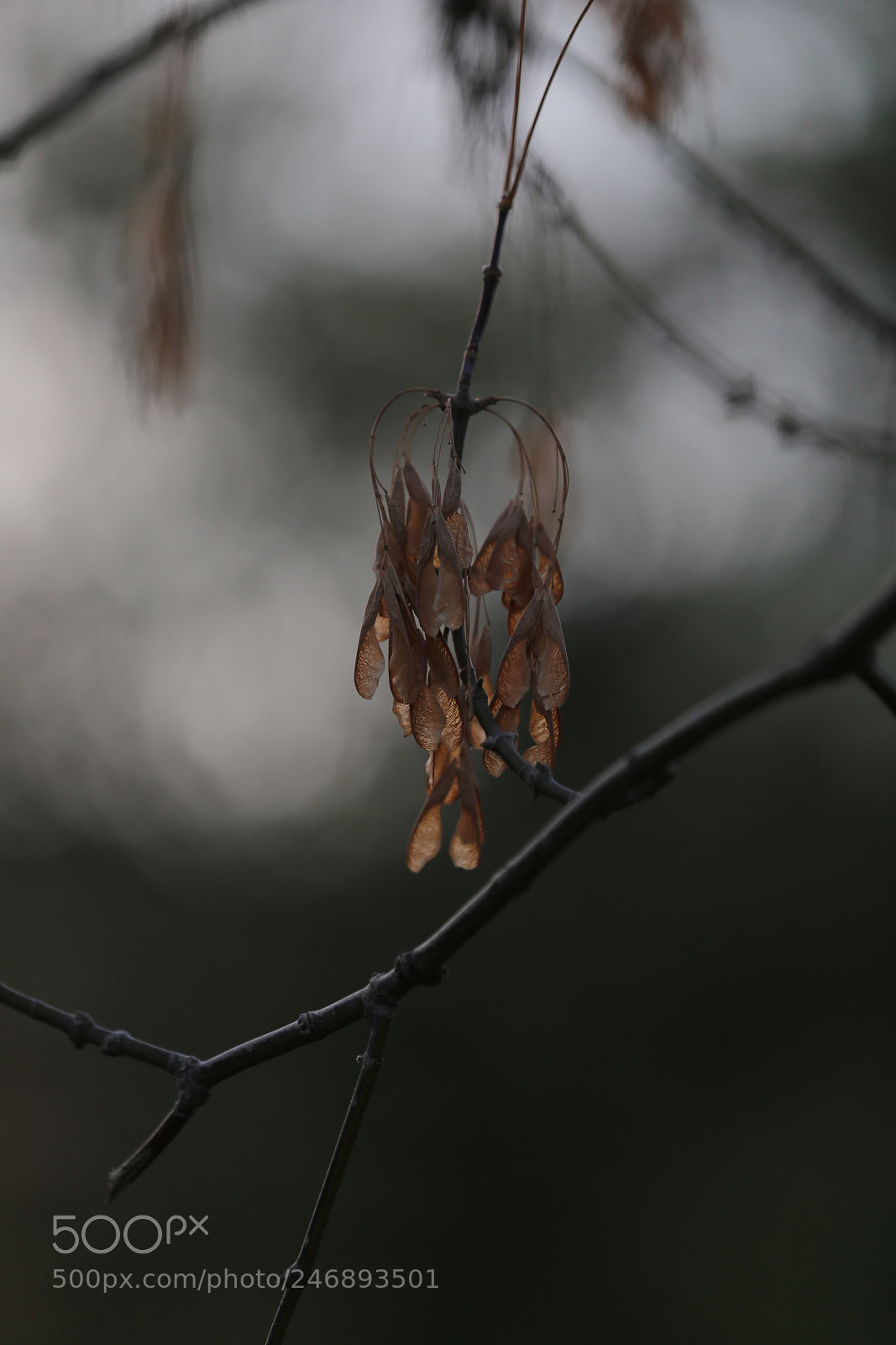 Canon EF 70-200mm F2.8L IS II USM sample photo. Untitled photography