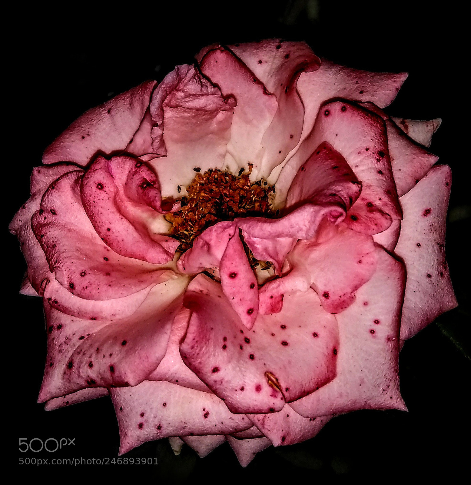 Motorola Moto E4 sample photo. Pink rose photography