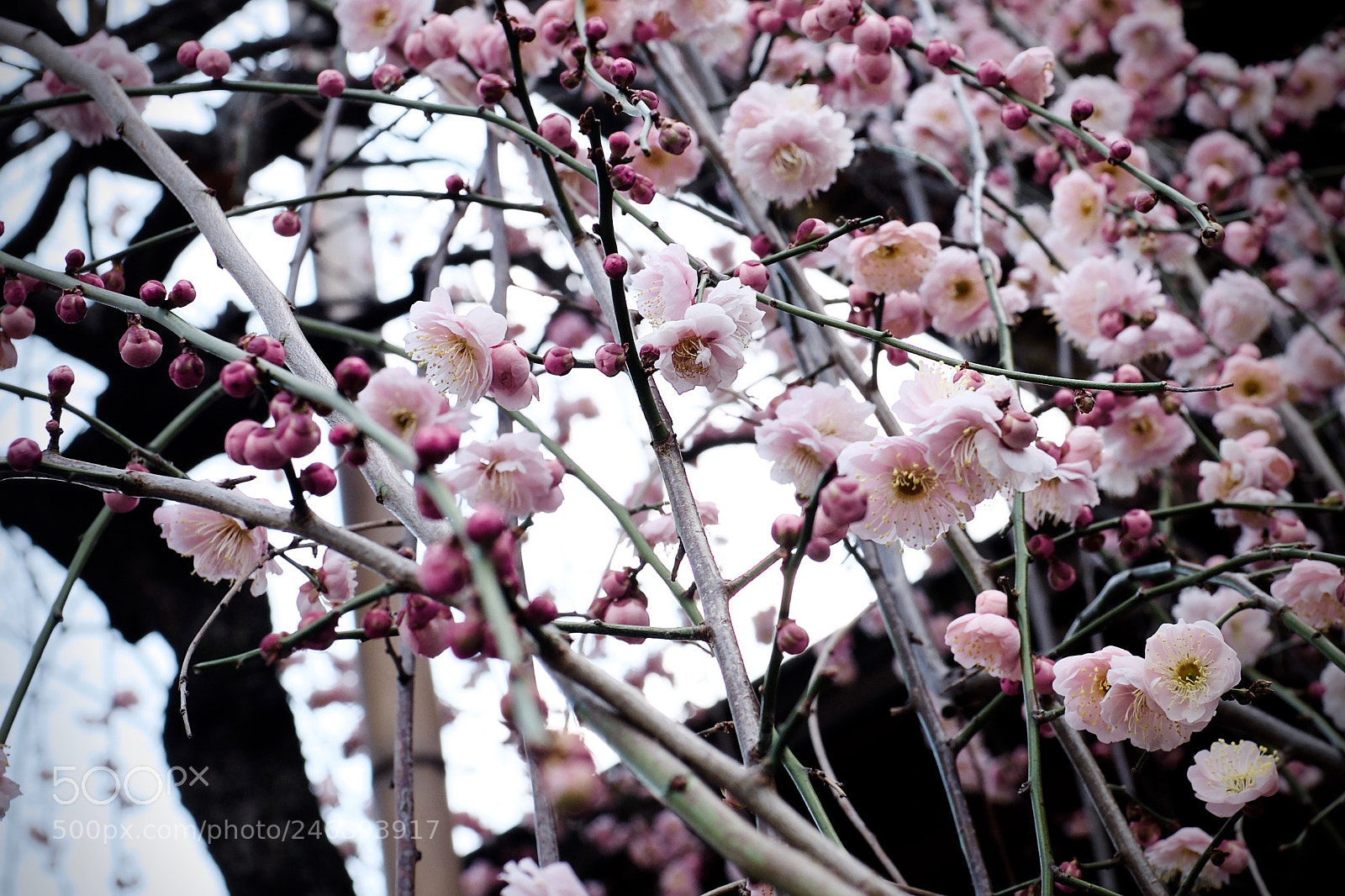 Fujifilm X100T sample photo. Ume season photography