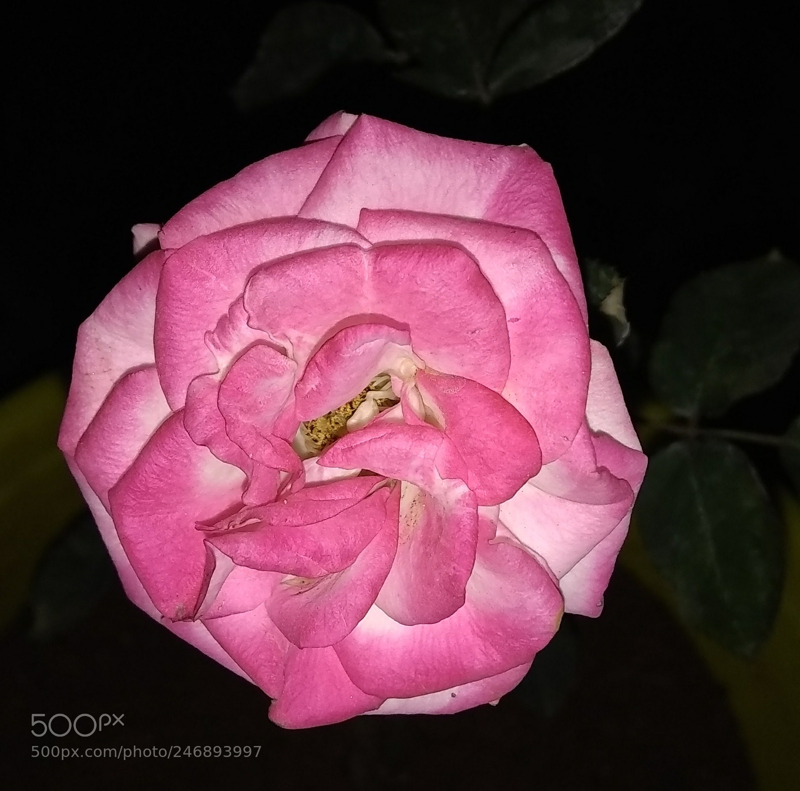 Motorola Moto E4 sample photo. Rose at night photography