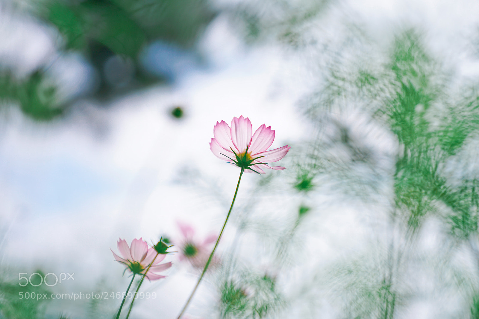 Sony a7R II sample photo. Cosmos flower photography