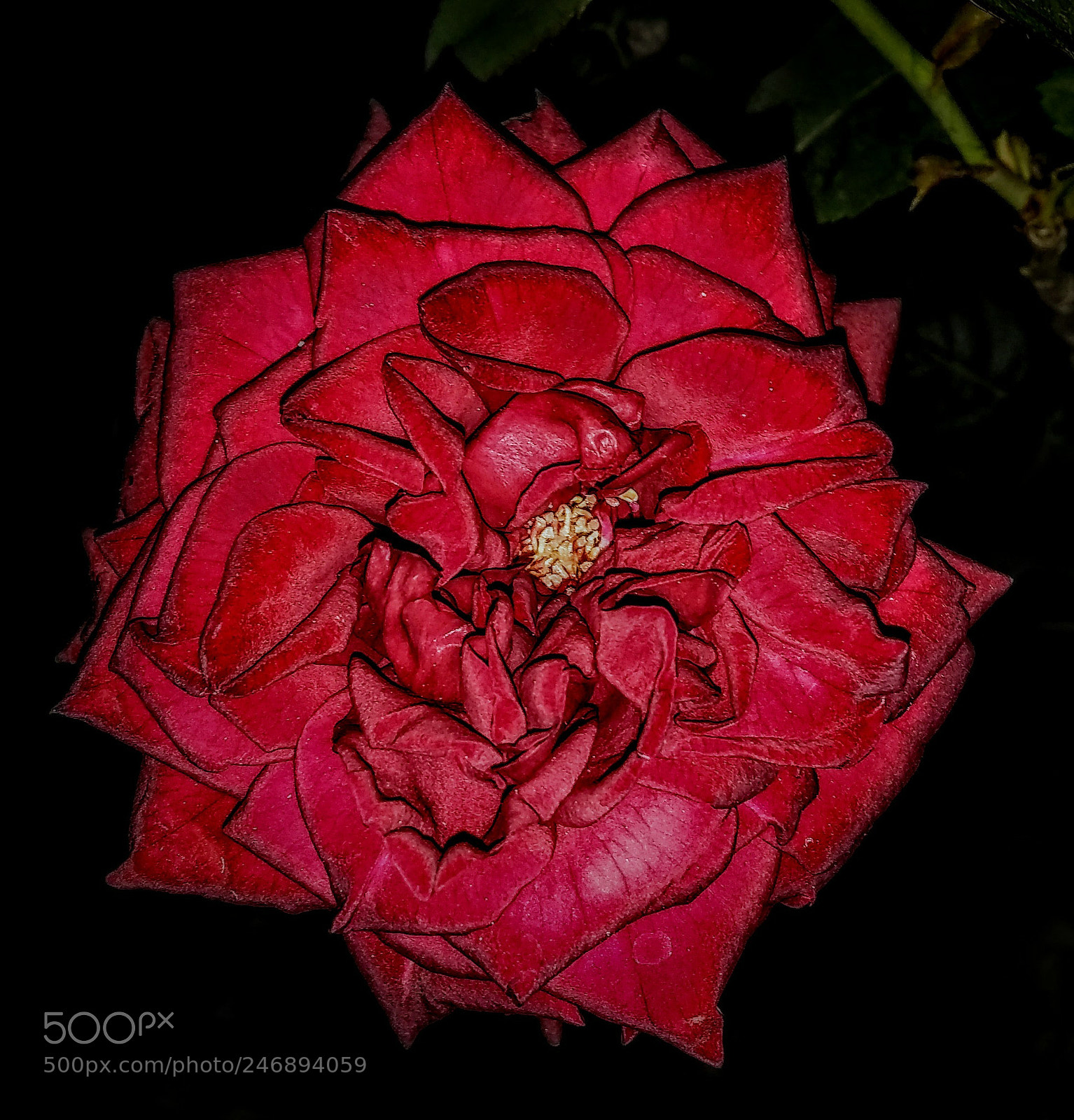 Motorola Moto E4 sample photo. Red rose with flash photography