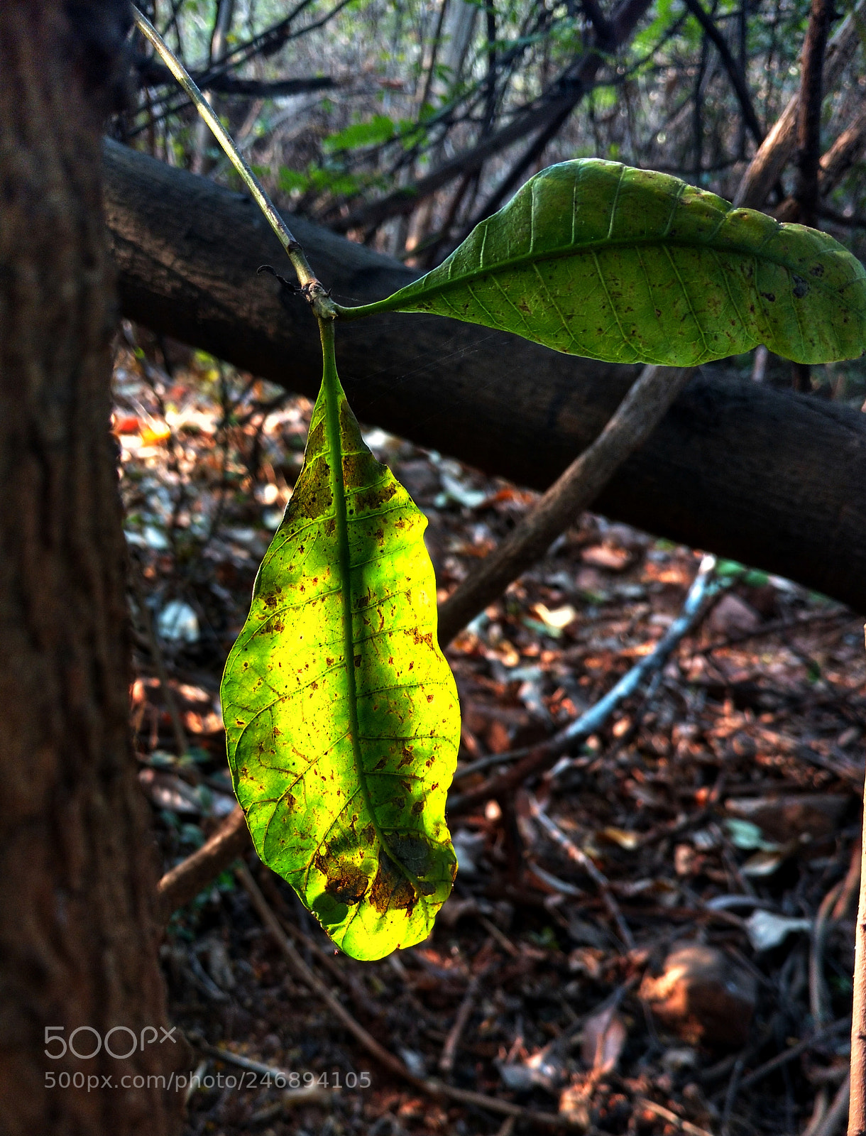 Motorola Moto X Play sample photo. Sun light in leaf photography