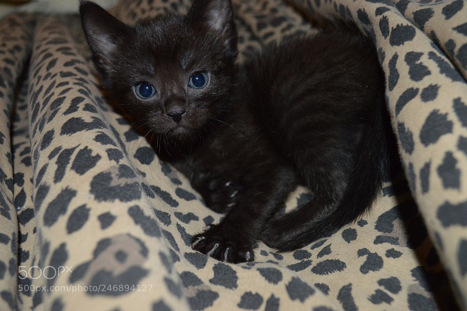 Nikon D3200 sample photo. Last one going to photography