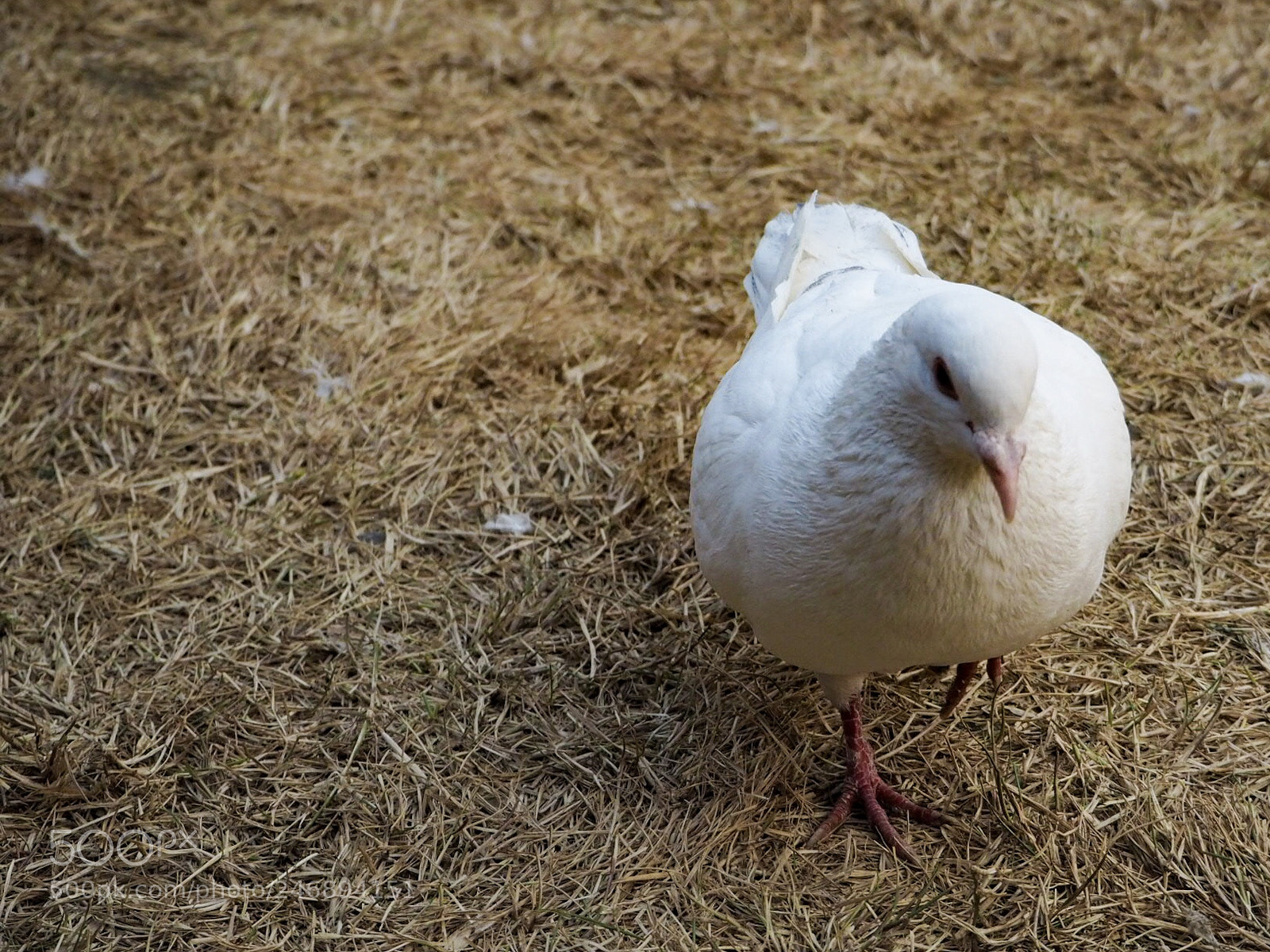 Olympus OM-D E-M5 II sample photo. Walking bird photography