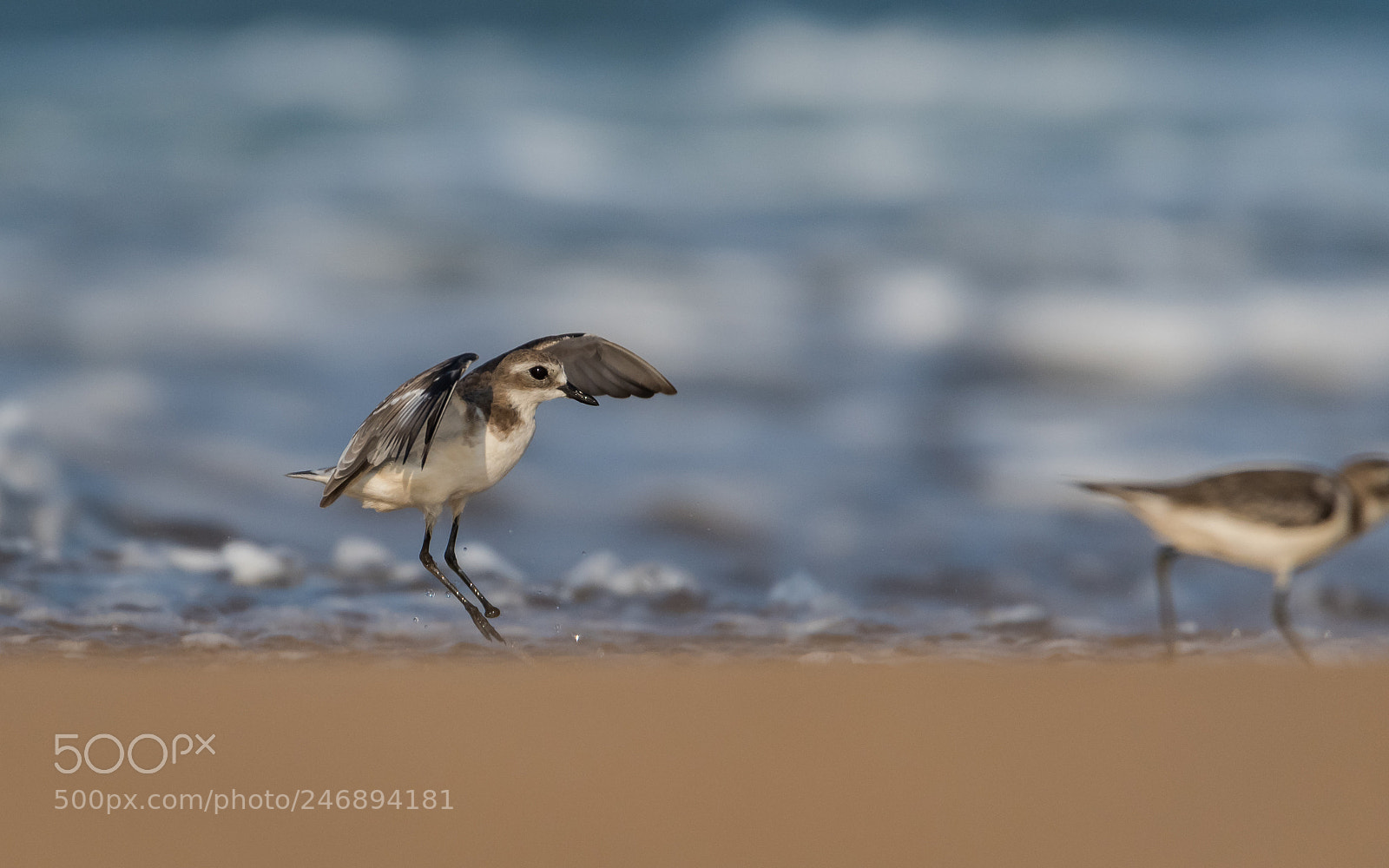 Nikon D500 sample photo. Lesser sand plover photography