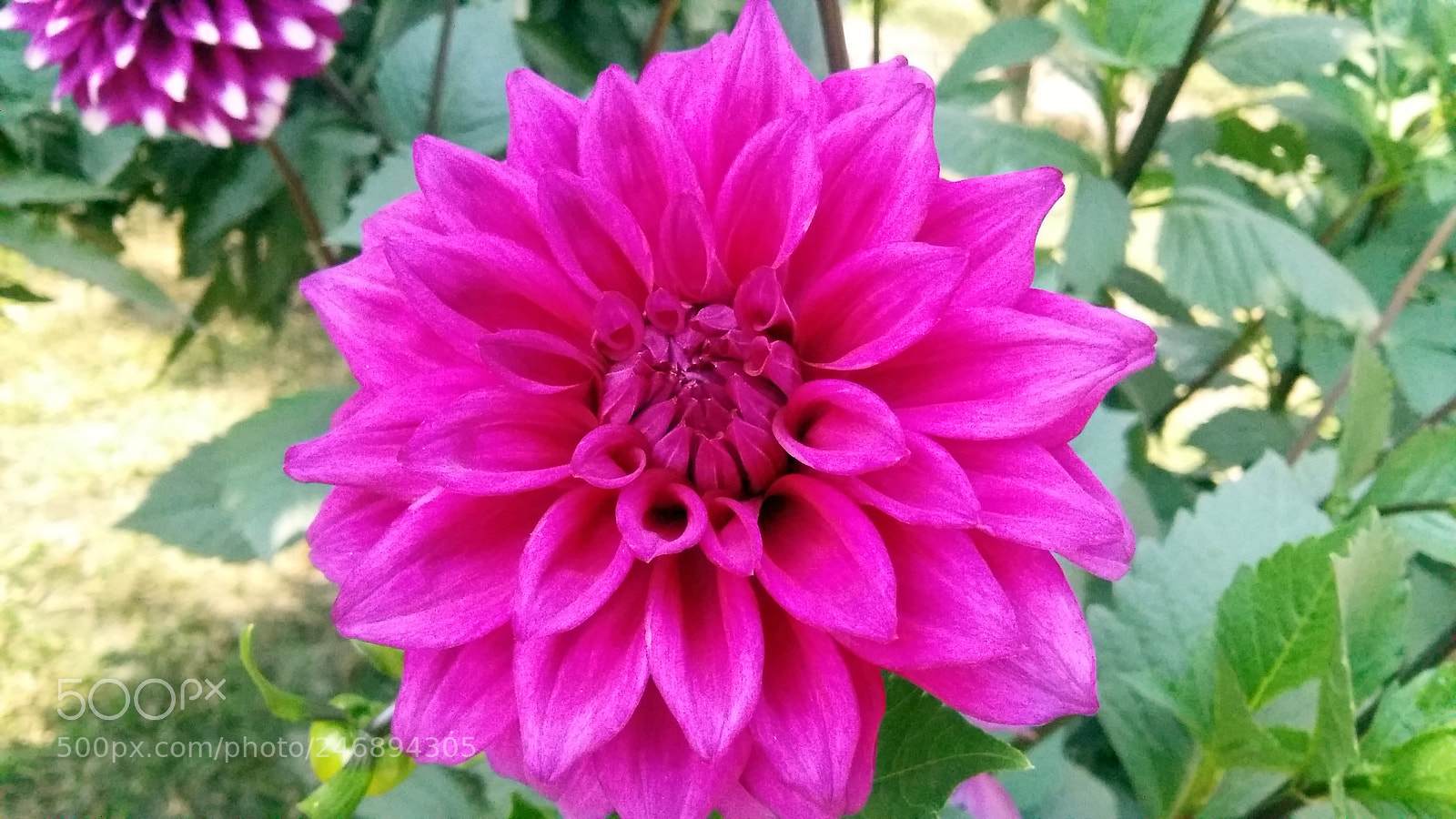 Samsung Galaxy A5 sample photo. Natural beauty photography