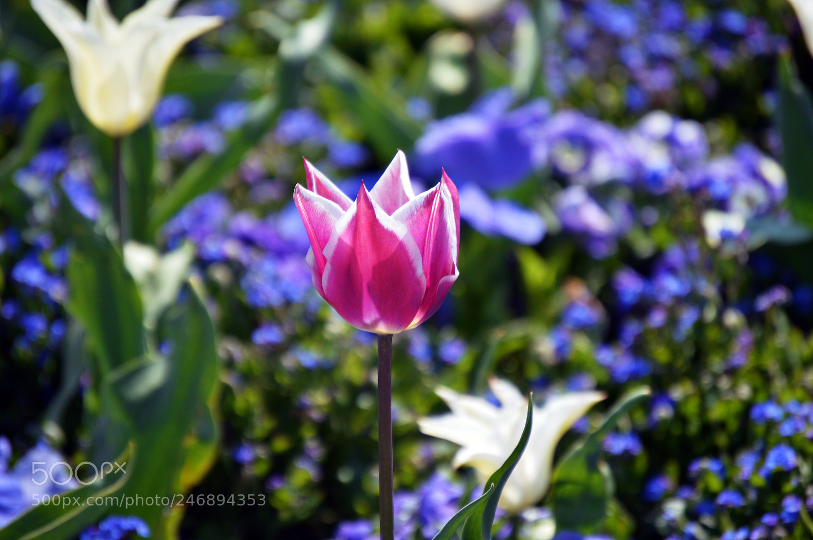Nikon D3200 sample photo. Tulip photography
