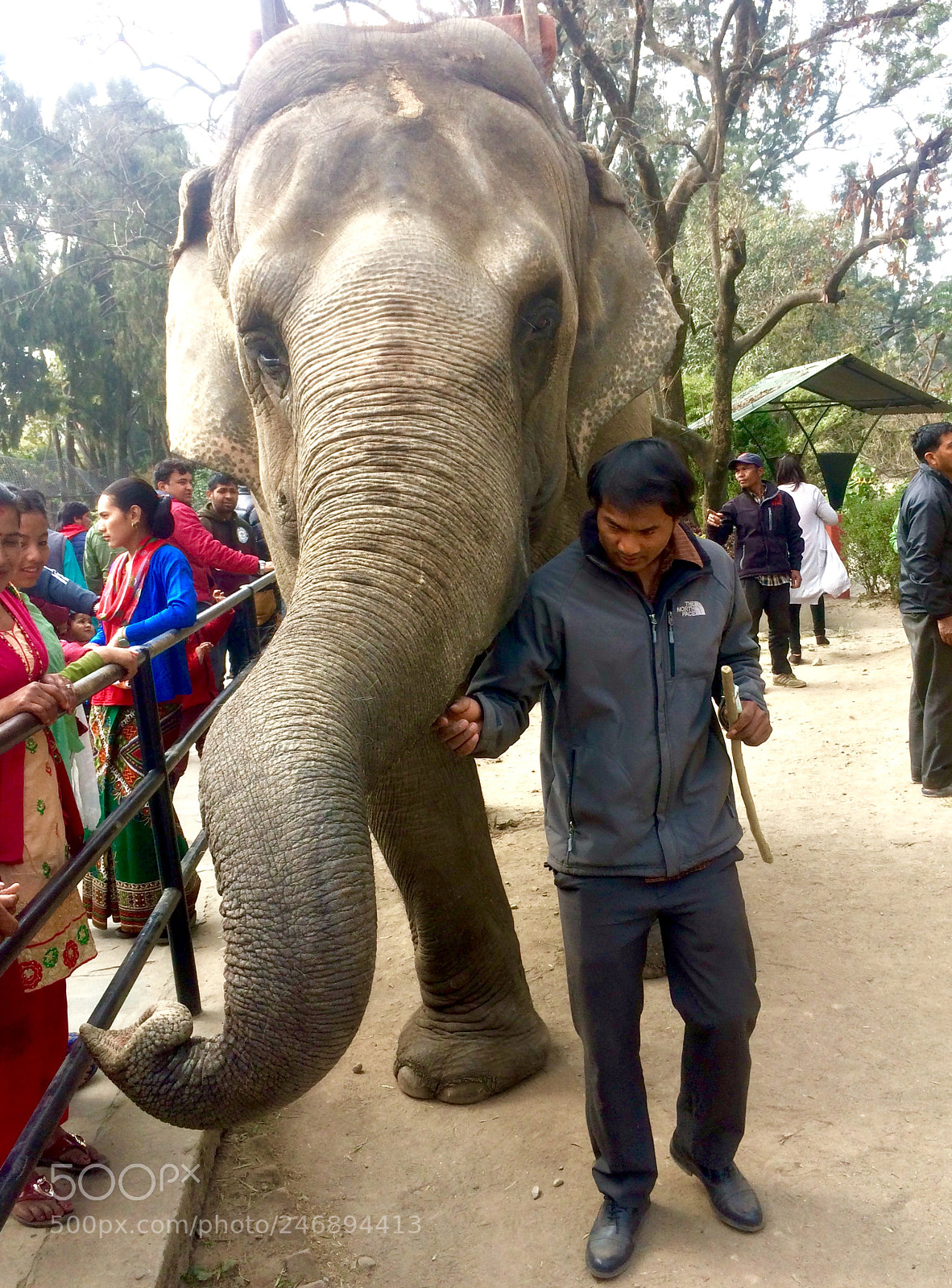 Apple iPhone 5s sample photo. Elephant safari at the photography