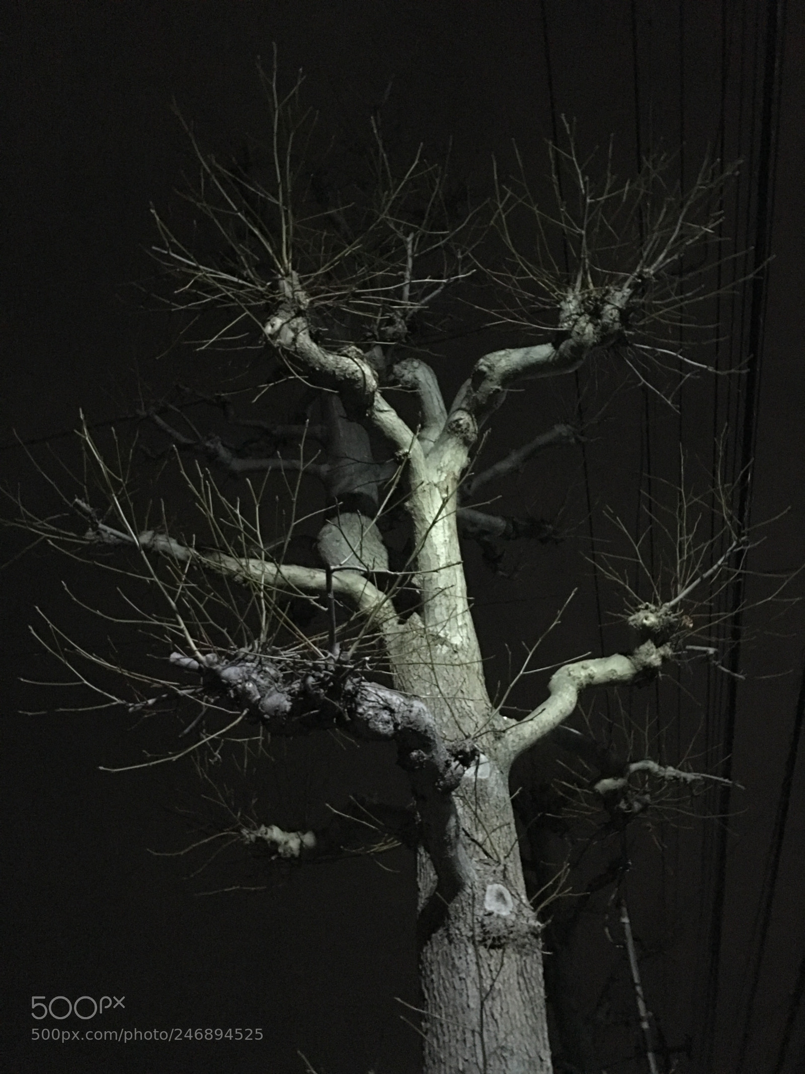 Apple iPhone 6s Plus sample photo. Winter2018 tree photography