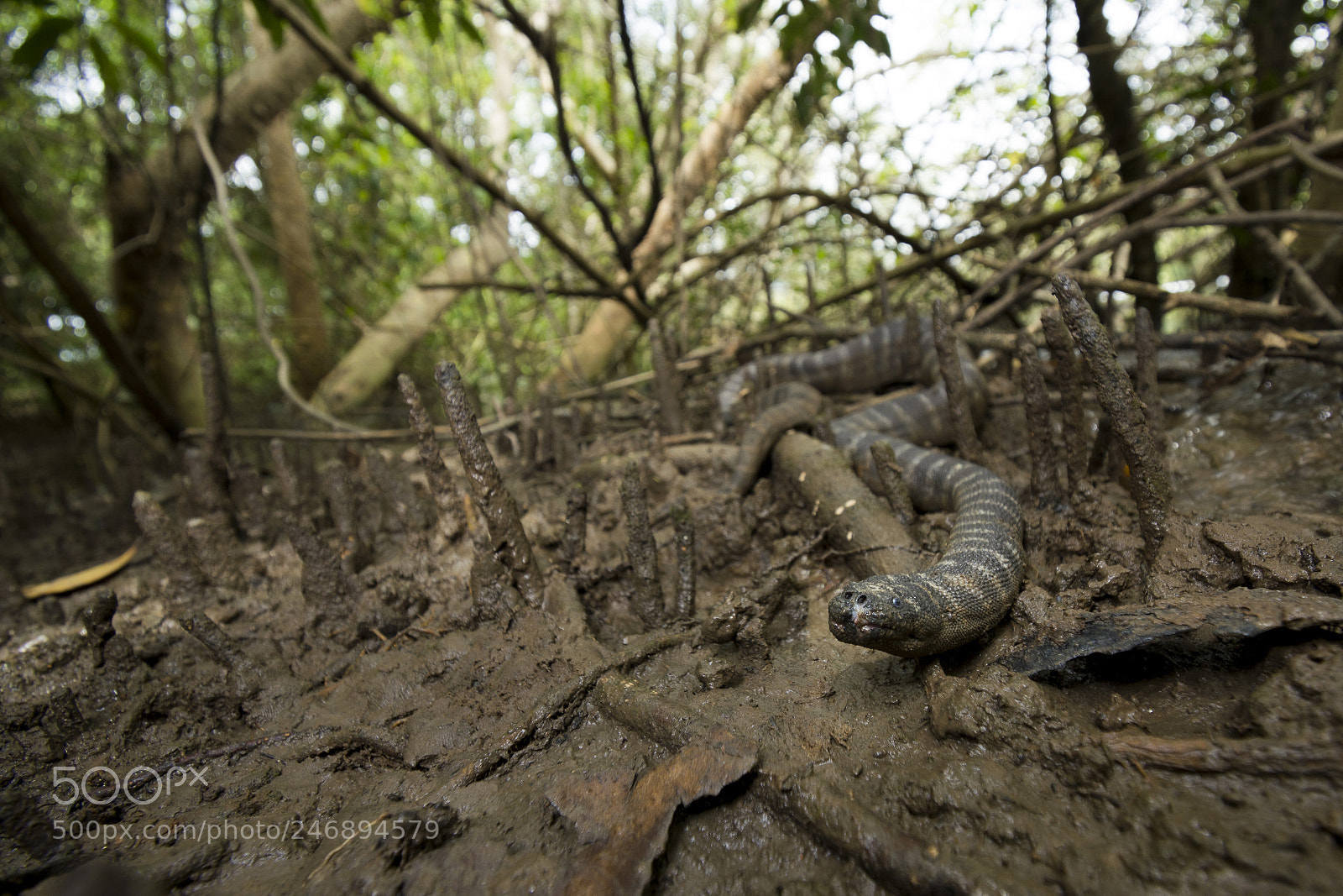 Nikon D5200 sample photo. Little file snake acochordus photography