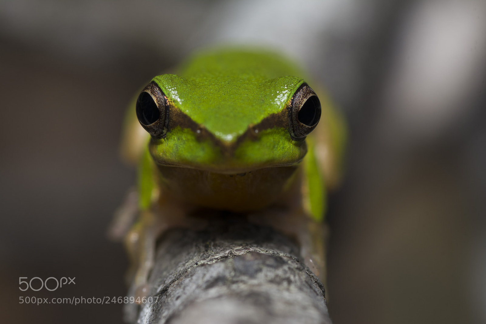Nikon D5200 sample photo. Northern sedge frog litoria photography