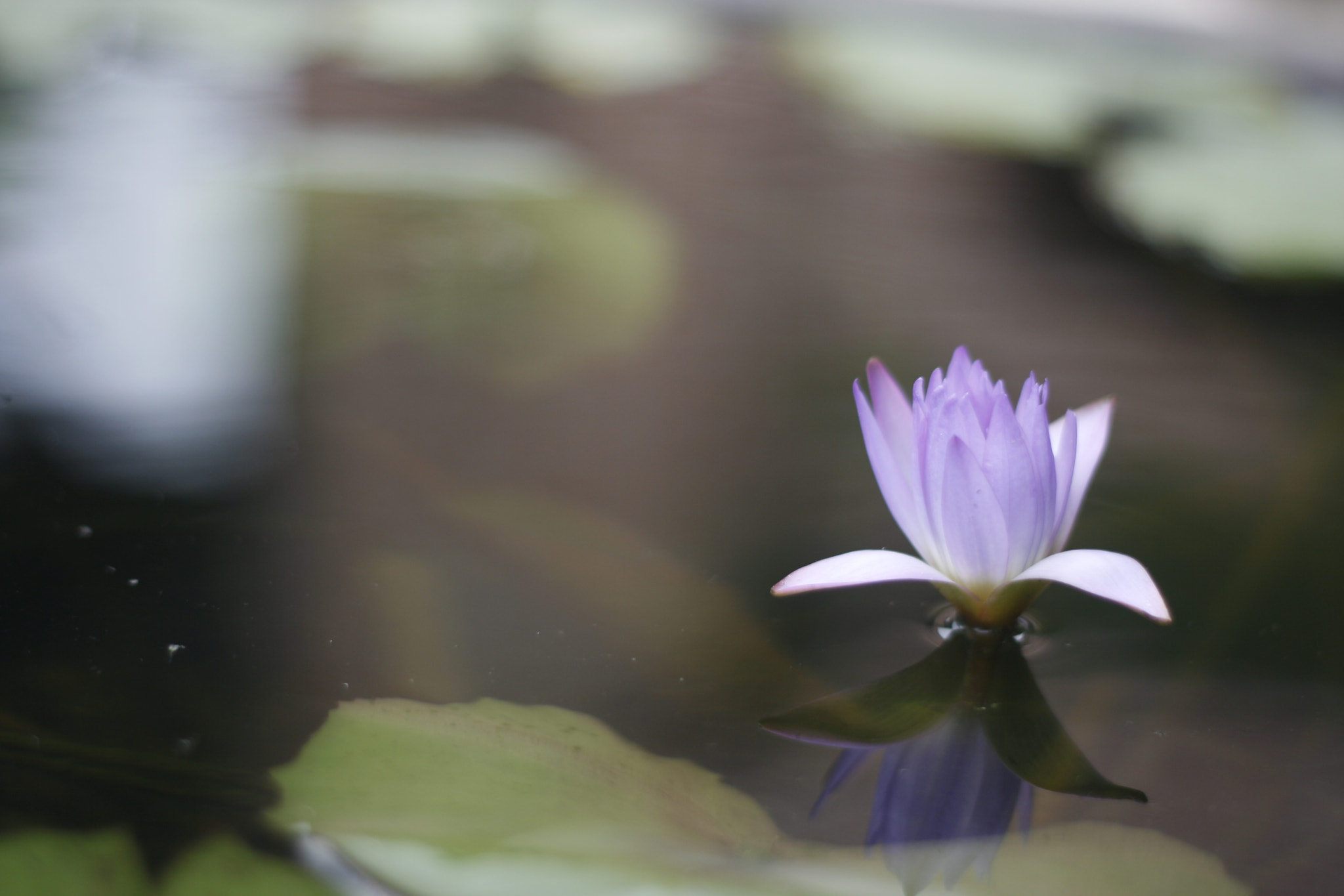 Canon EF 50mm F1.8 II sample photo. Lotus pond photography