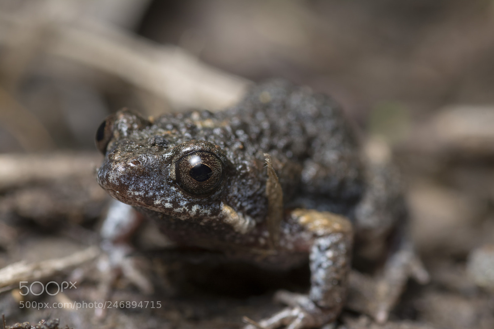 Nikon D5200 sample photo. Mimic toadlet (uperoleia mimula) photography