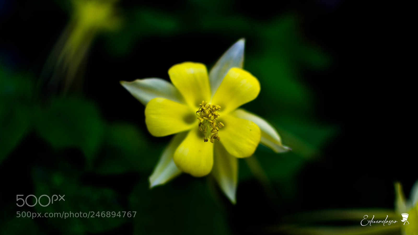 Nikon D7100 sample photo. Flor photography