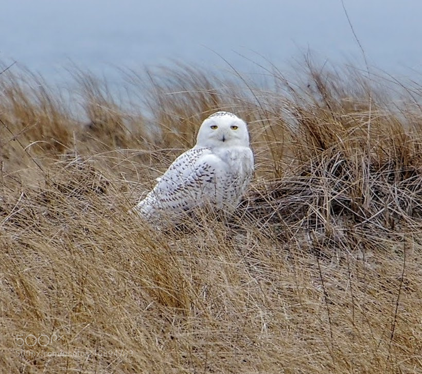 Pentax K-3 sample photo. A snowy without snow photography