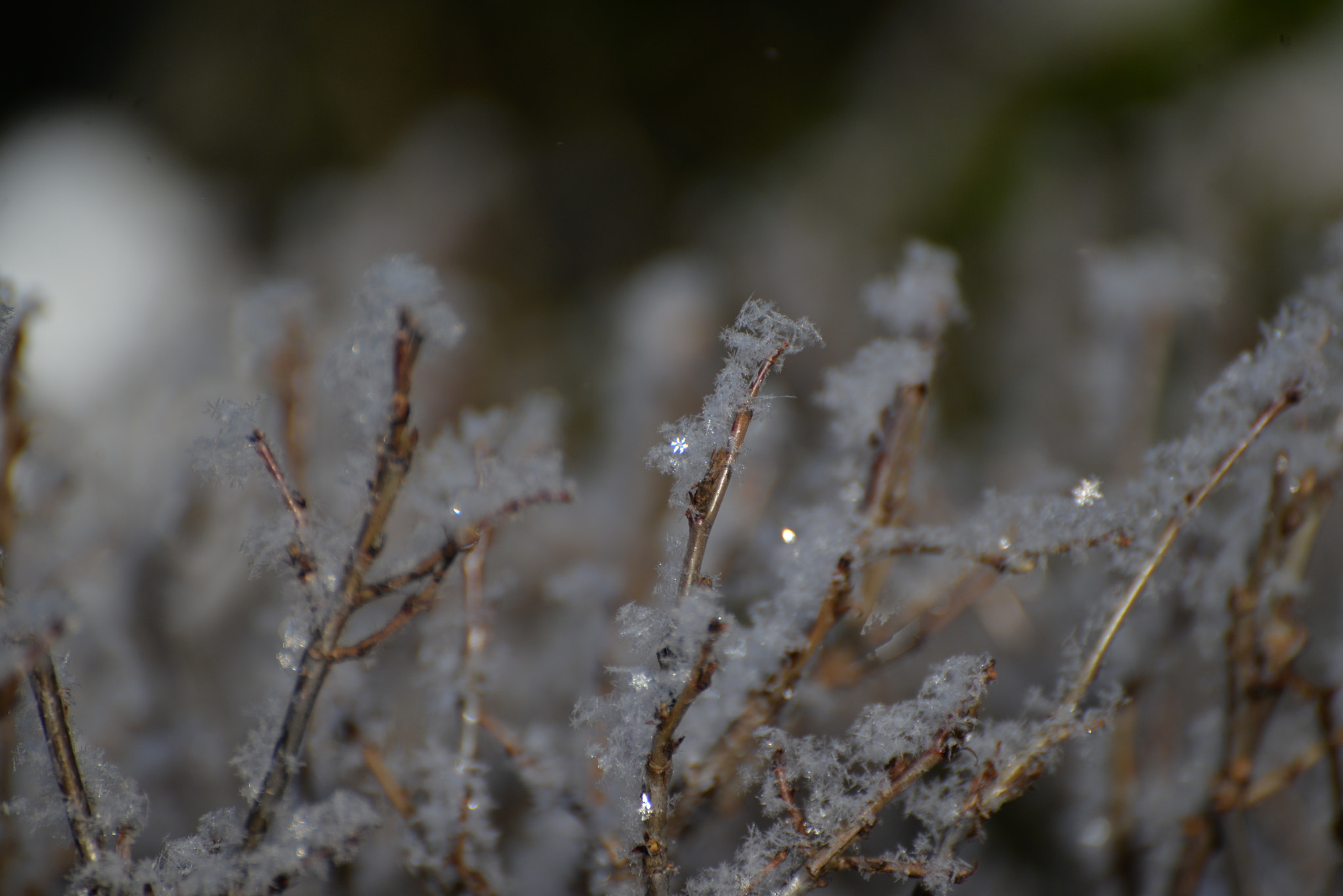 Nikon D610 sample photo