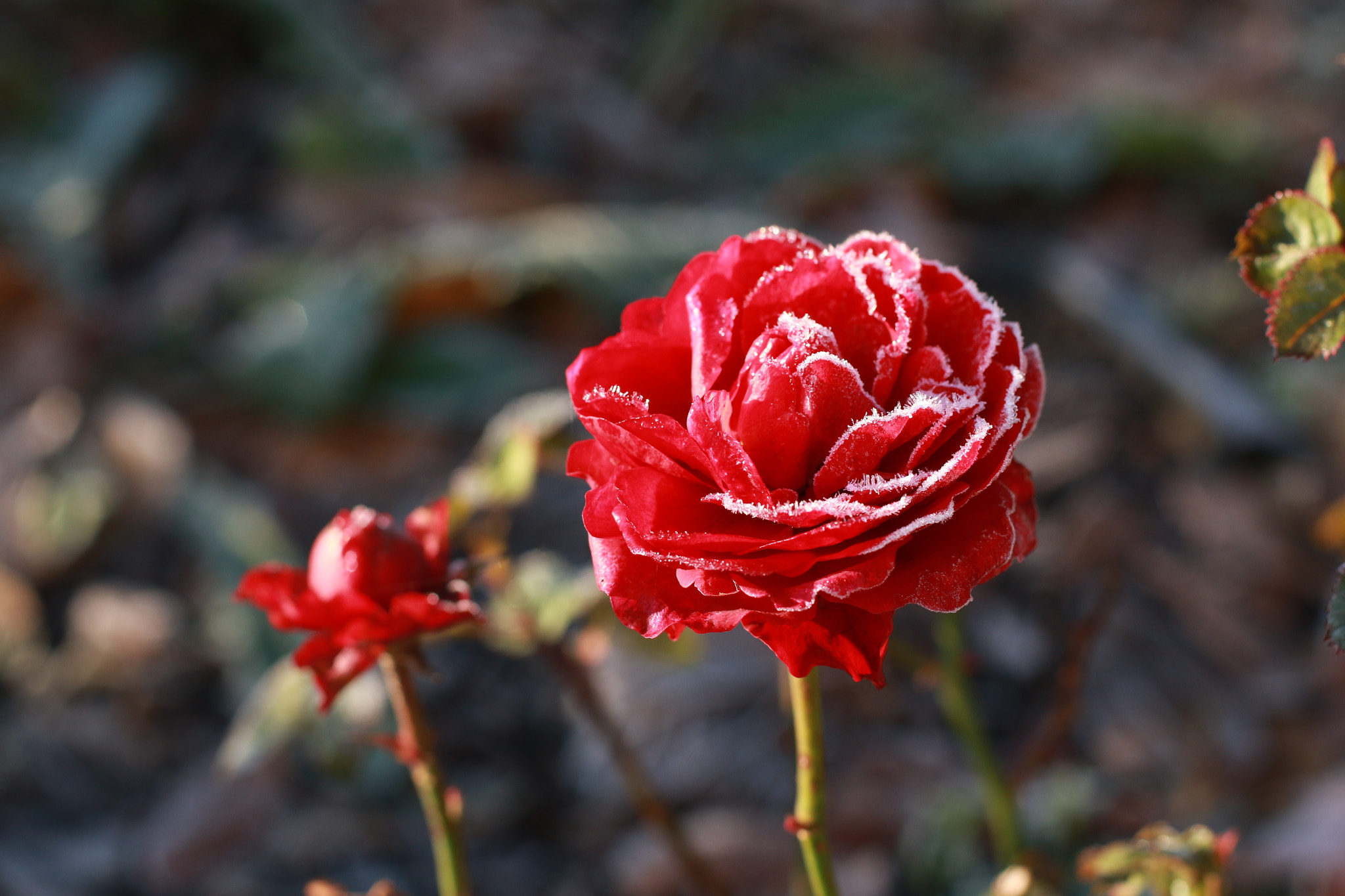 Canon EOS 70D + Canon EF 50mm F1.4 USM sample photo. Frozen beauty photography
