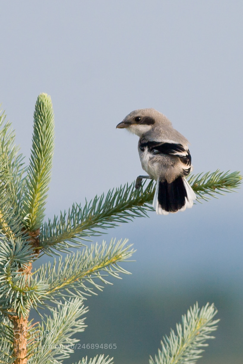 Canon EOS 30D sample photo. Northern shrike photography