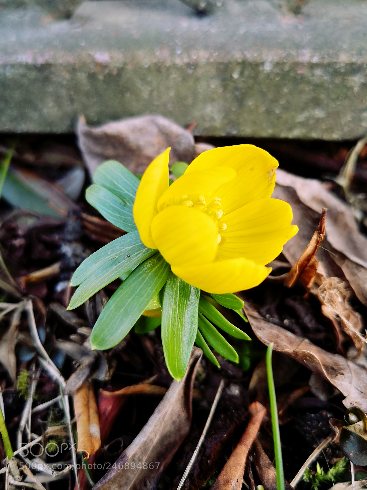 HUAWEI Mate 10 Pro sample photo. Untitled photography