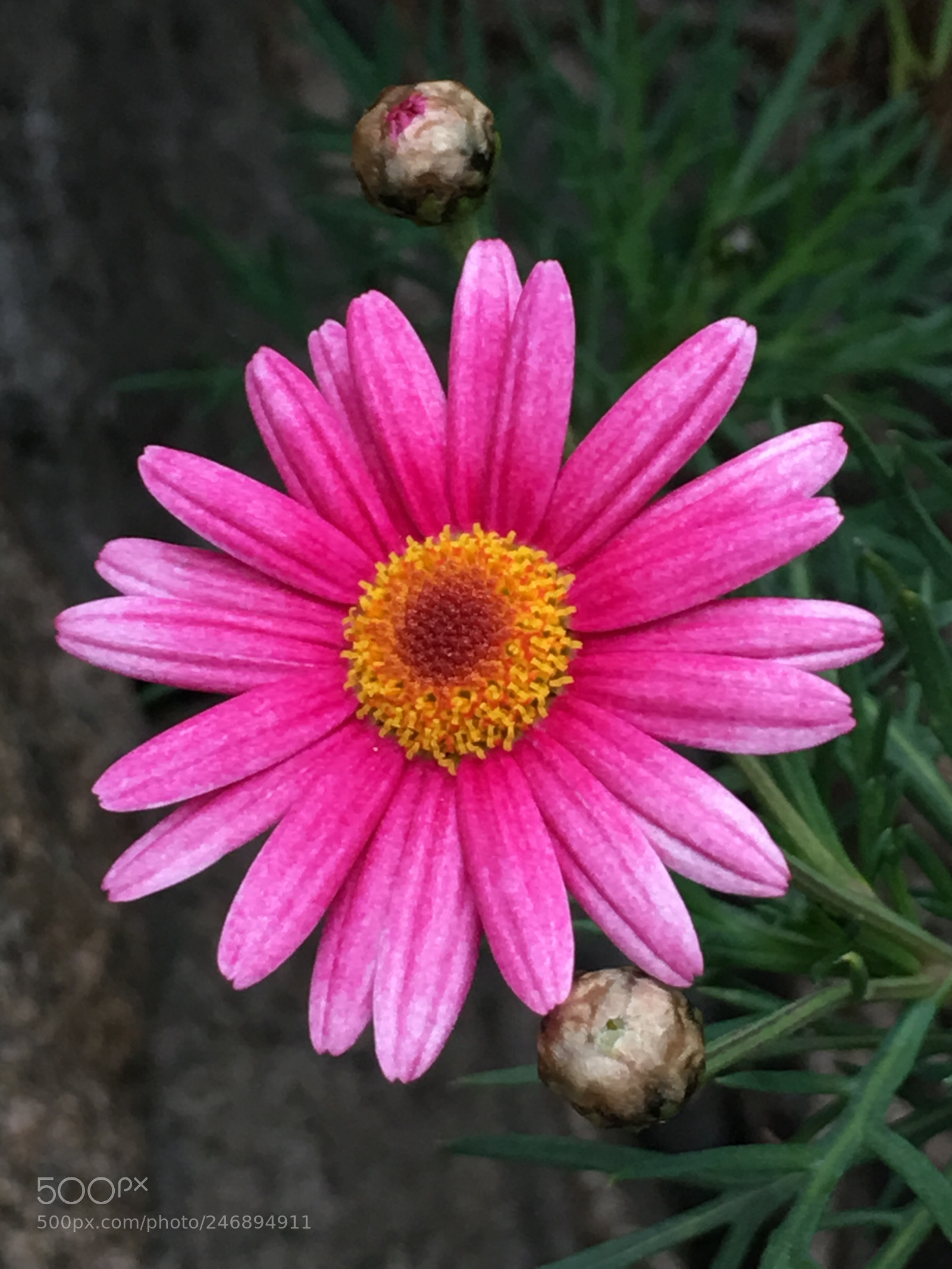 Apple iPhone 6s Plus sample photo. Winter2018 flowers photography