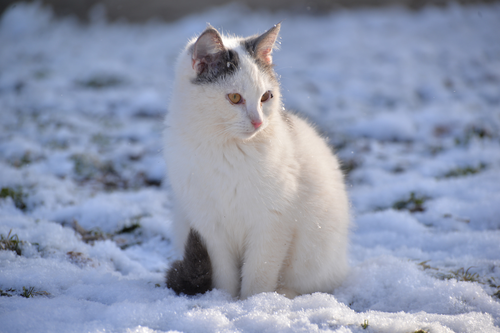 Nikon D610 sample photo