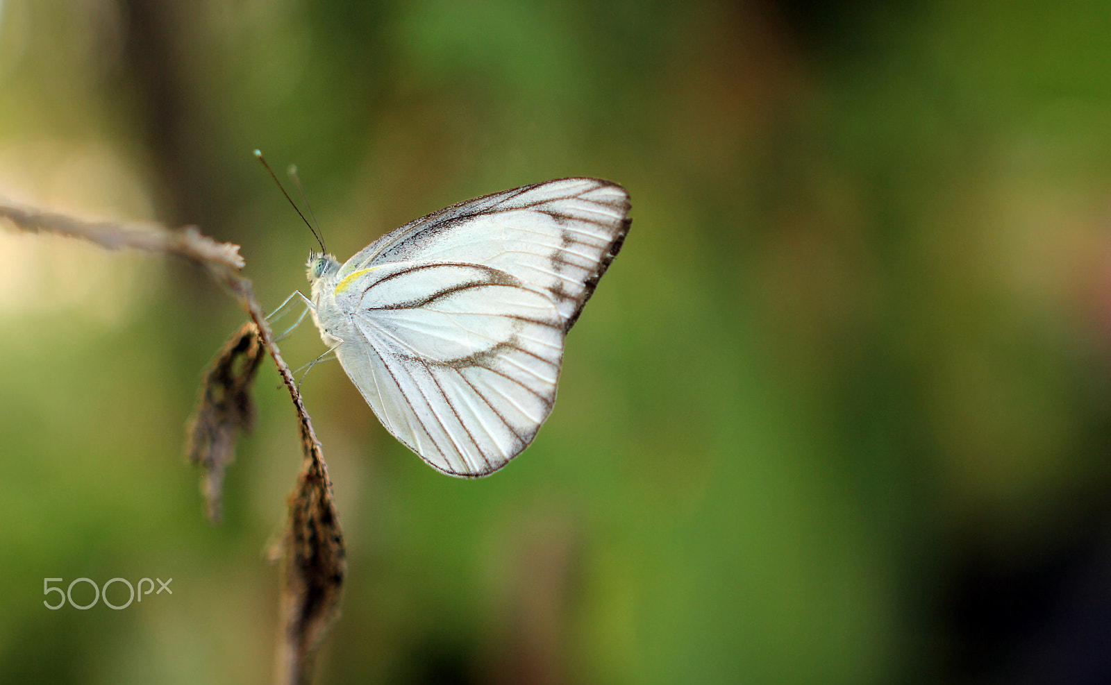 Sigma 24mm F1.4 DG HSM Art sample photo. White butterfly photography