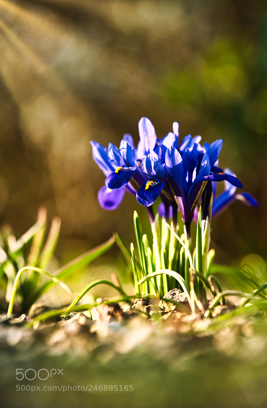 Sony SLT-A99V sample photo. Krokus im hermannshof photography