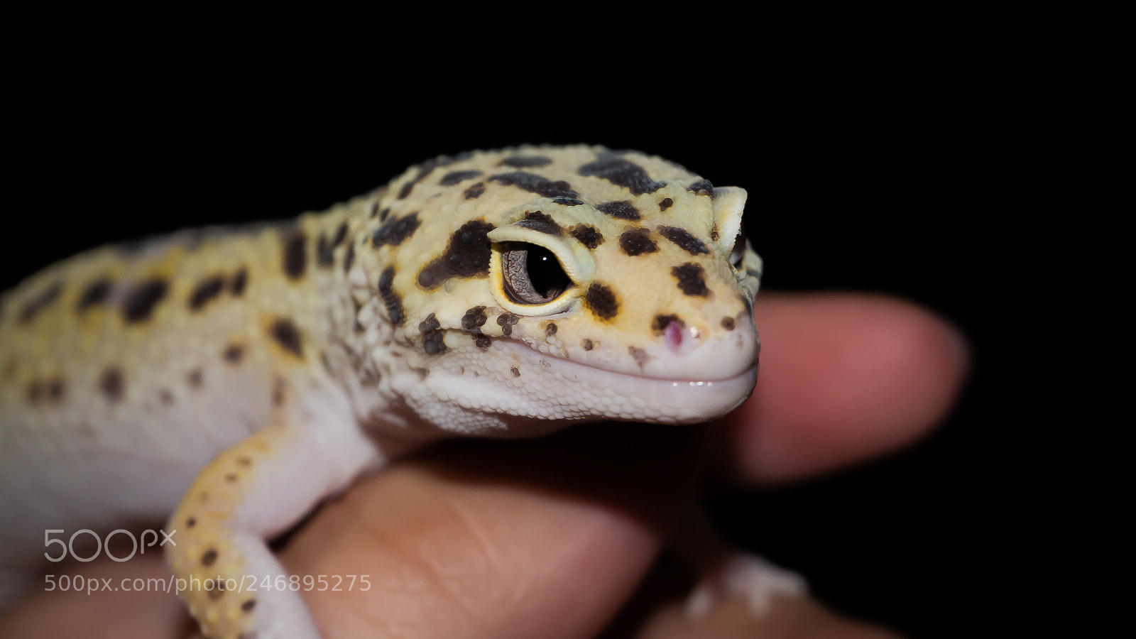 Olympus OM-D E-M10 II sample photo. Handling gecko photography