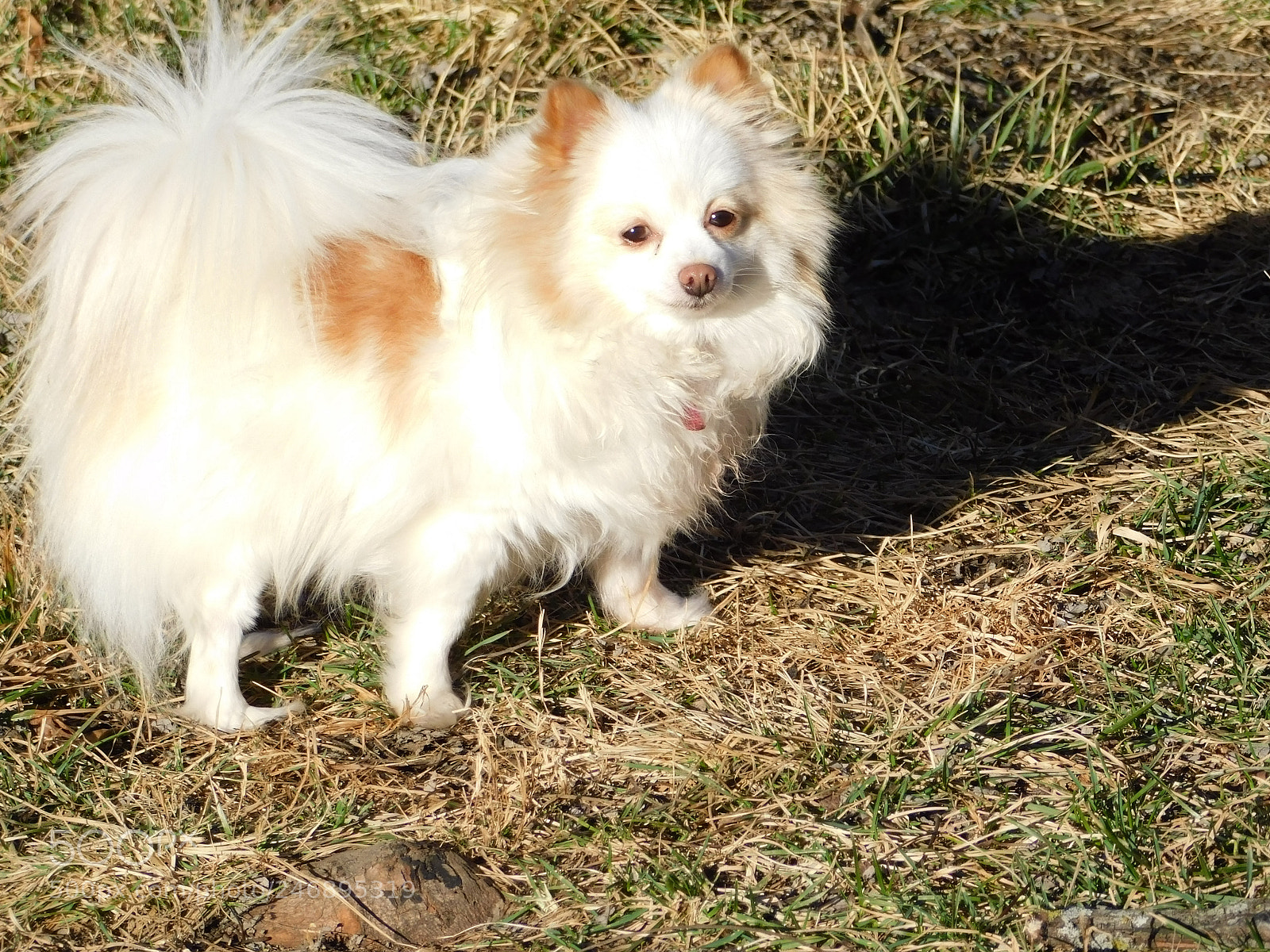 Nikon Coolpix B500 sample photo. Princess /queen  "candy" photography