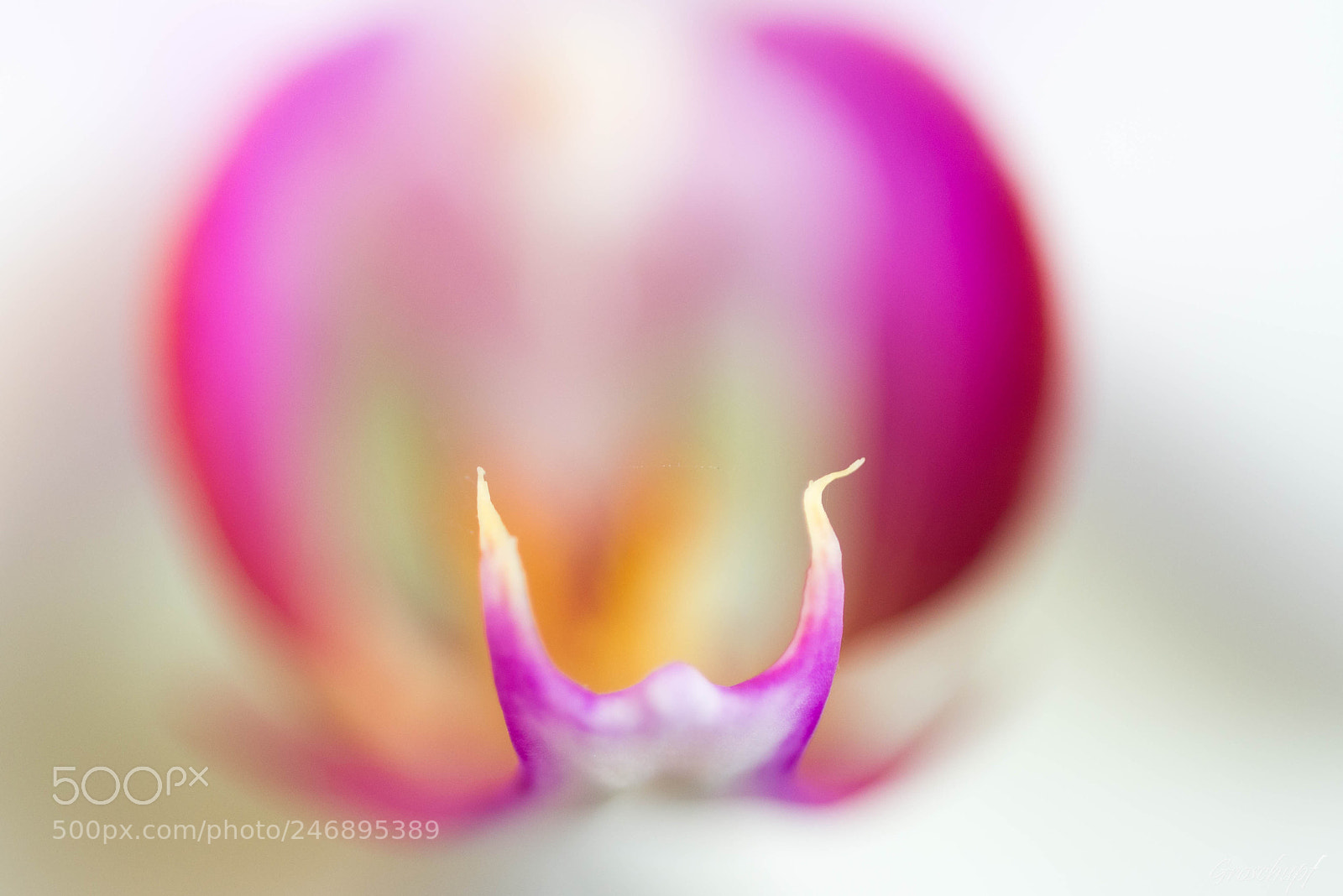 Nikon D600 sample photo. Orchidee photography