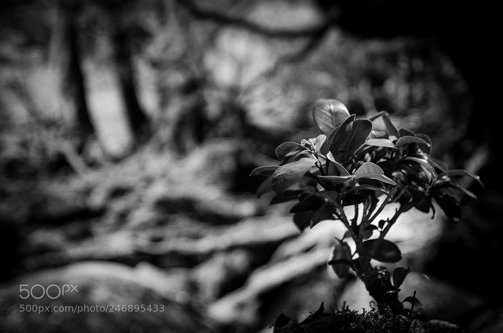 Nikon D5100 sample photo. Lonely tree photography