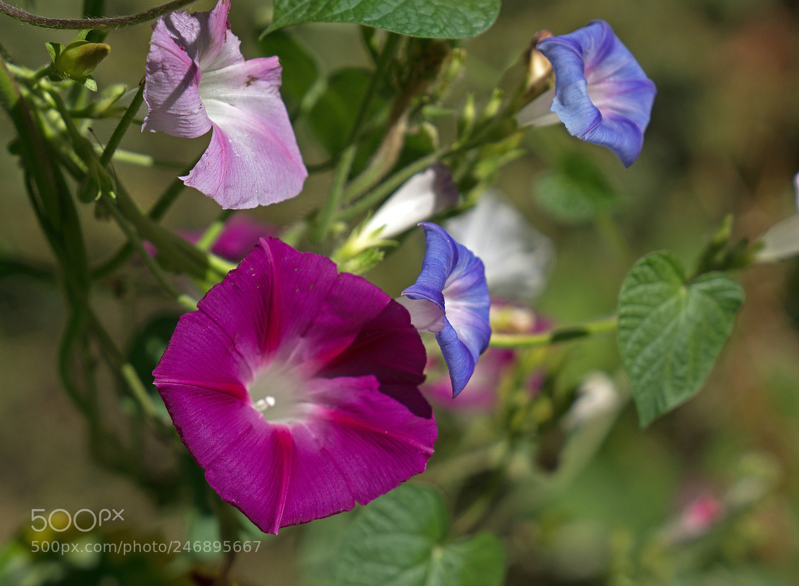 Sony a7R II sample photo. Untitled photography