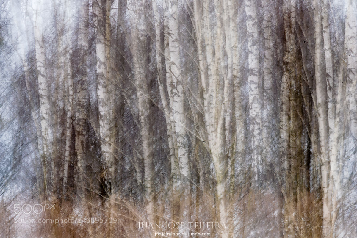 Nikon D500 sample photo. The enchanted forest photography