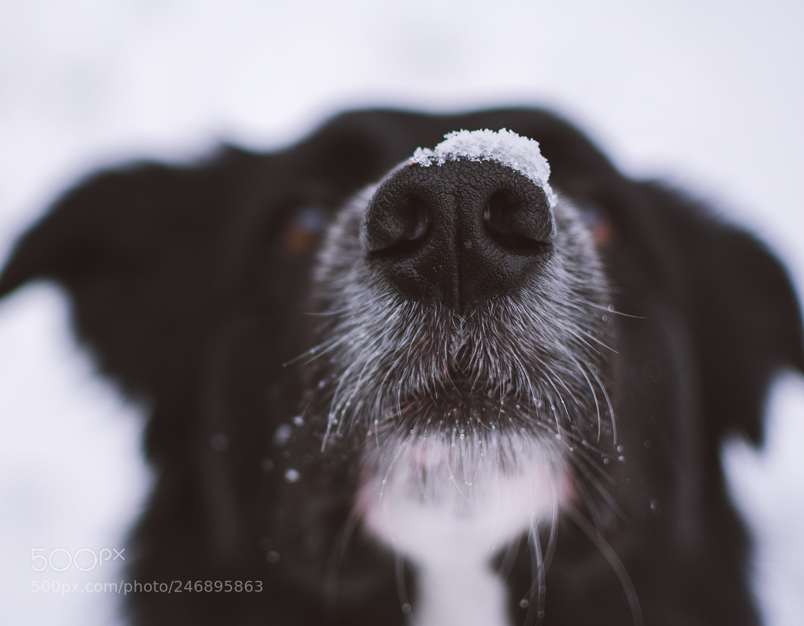 Nikon D3400 sample photo. Nose photography