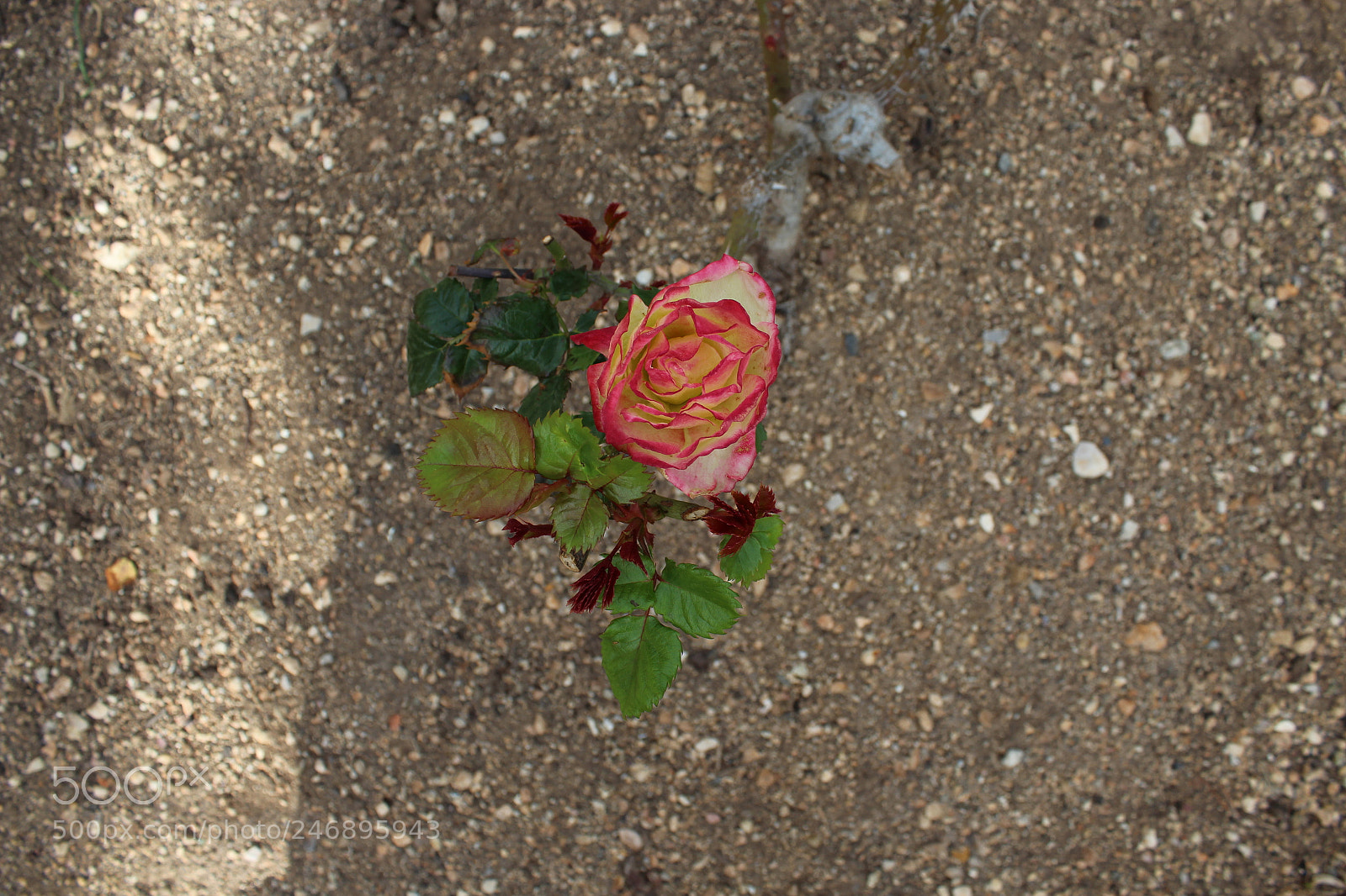 Canon EF-S 18-55mm F3.5-5.6 III sample photo. Roses are not always photography